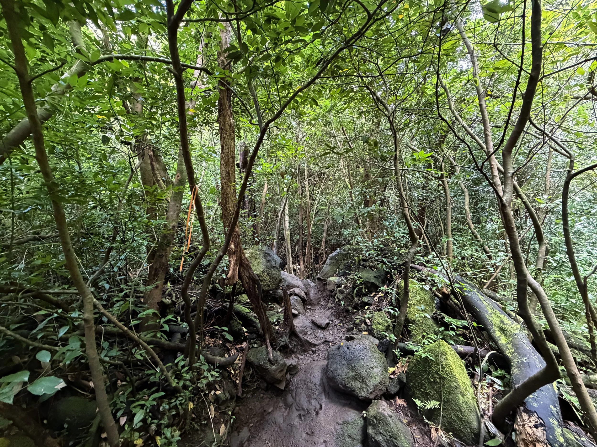 Lulumahu Falls Trail Oahu Hawaii