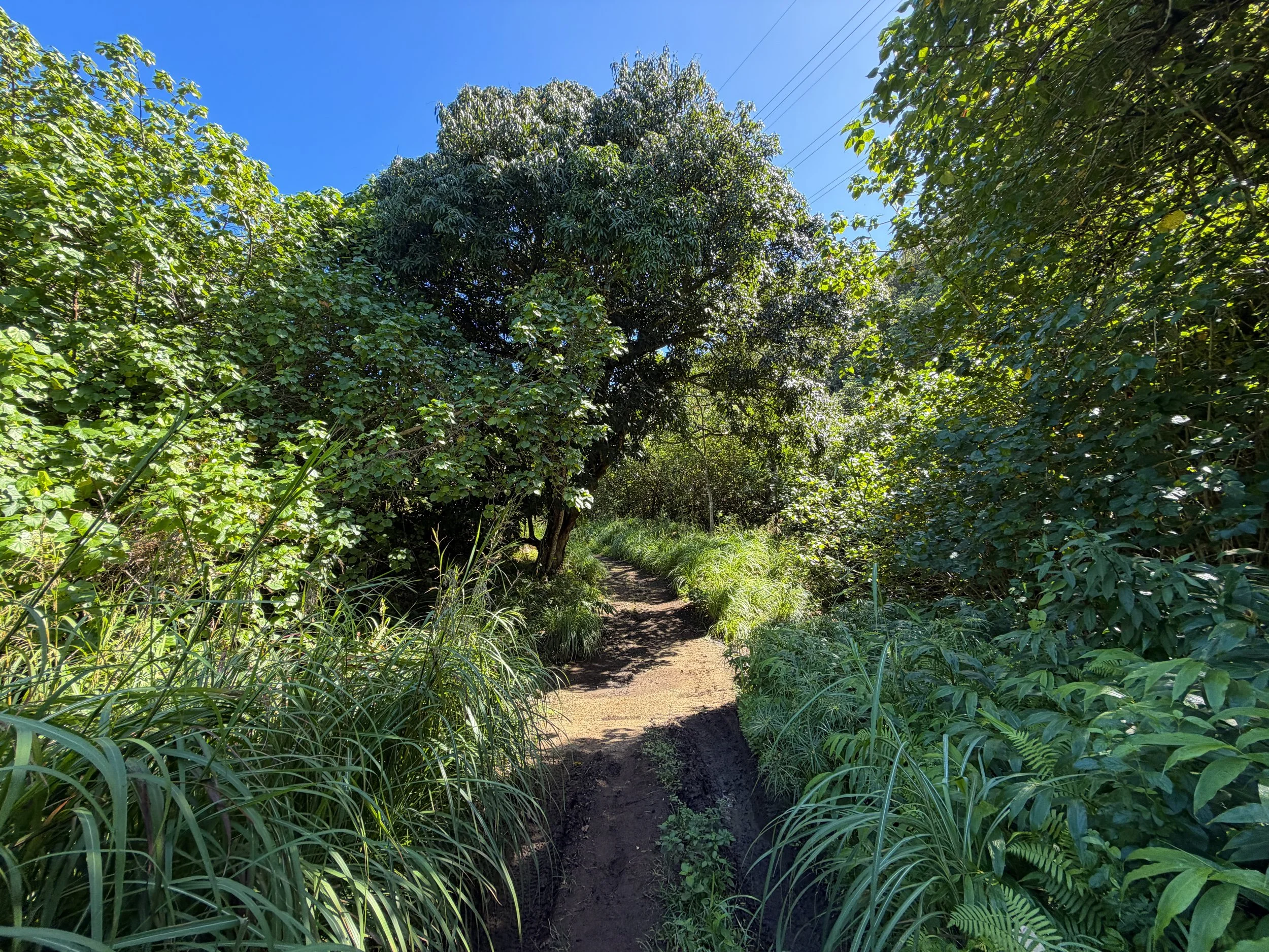 Kulanaahane Trail Oahu Hawaii