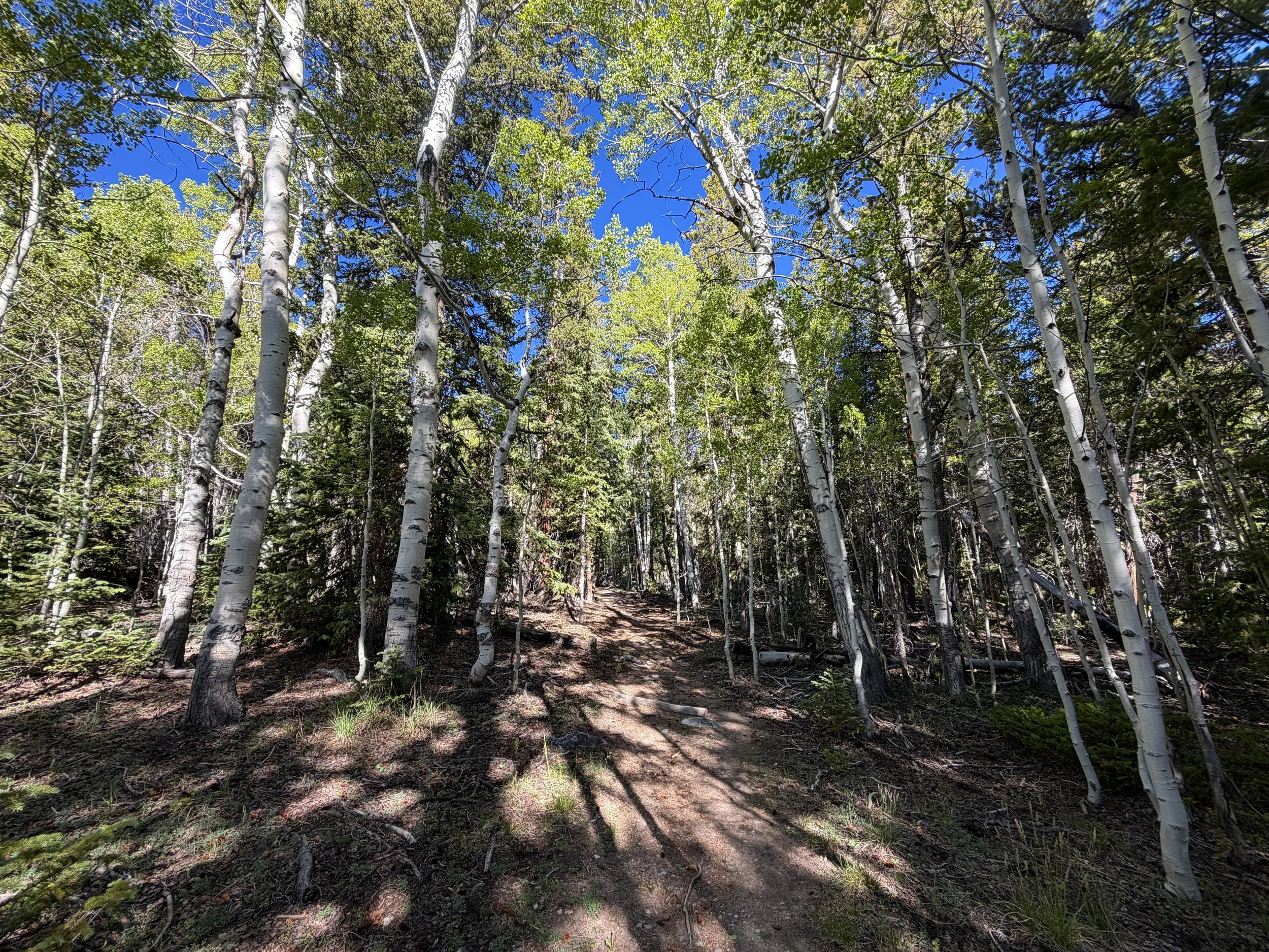 Lehman Creek Trail Great Basin National Park Nevada
