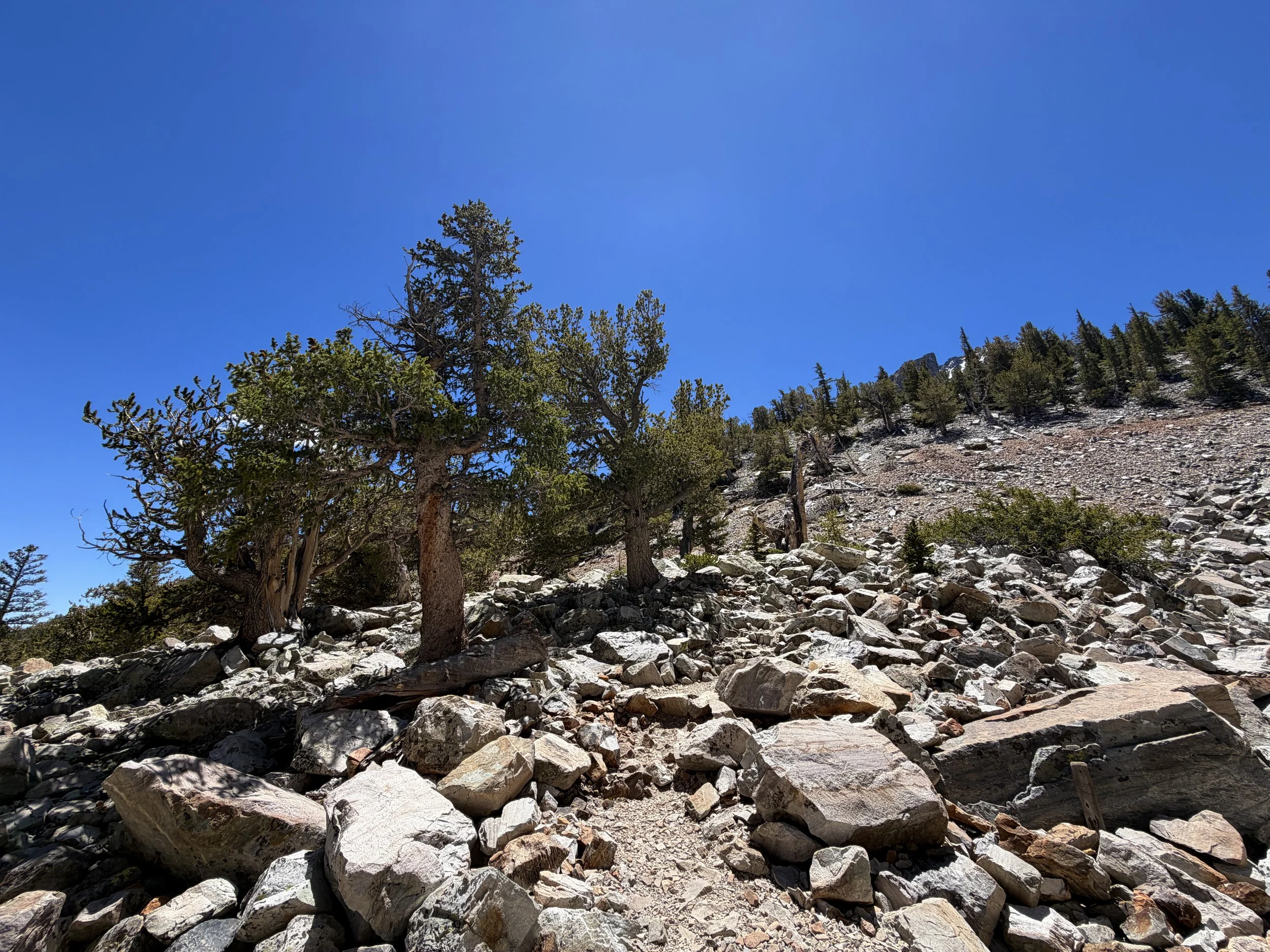 Bristlecone Pine Hike Great Basin National Park Nevada