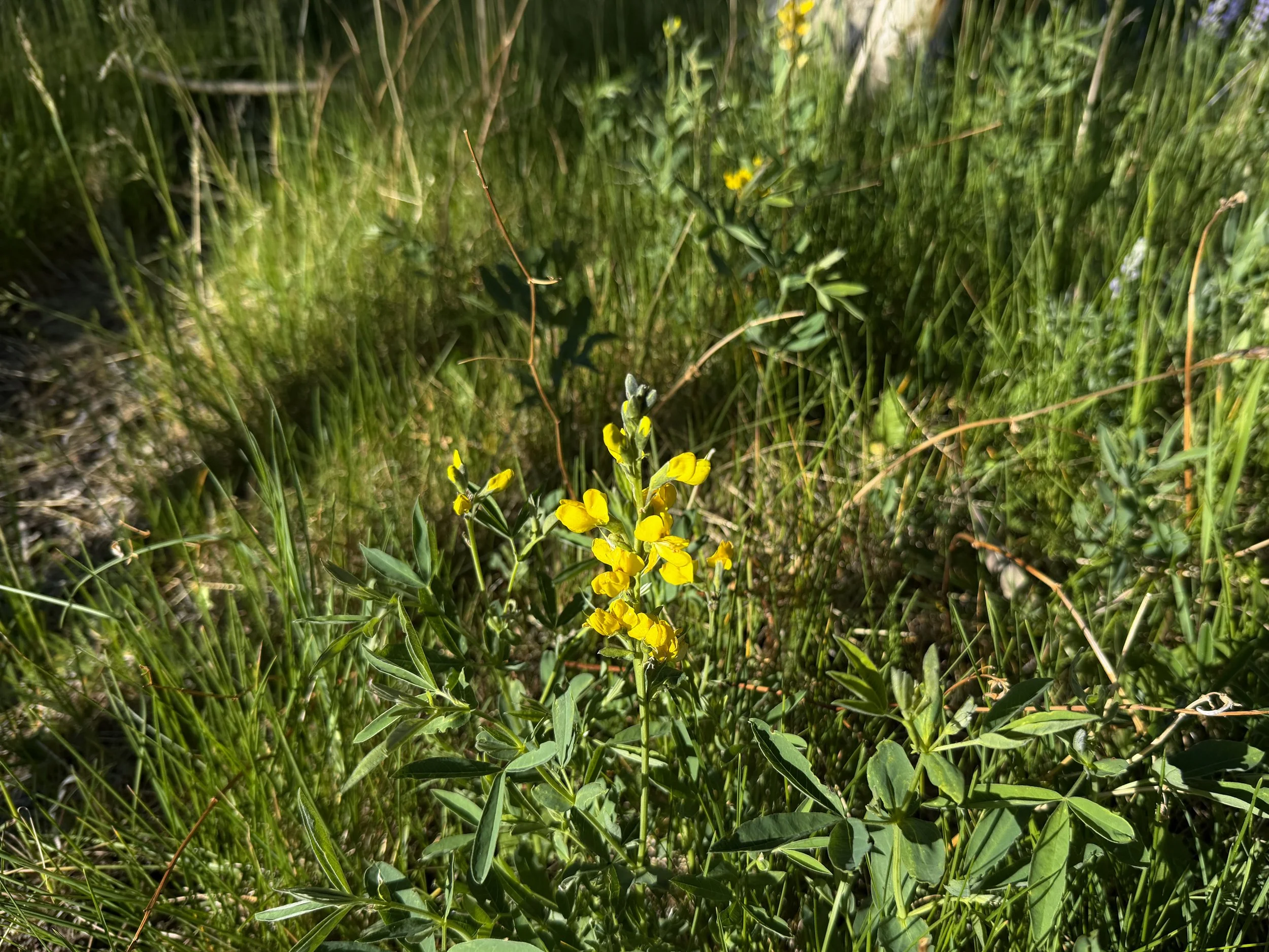 Mountain Goldenbean Thermopsis montana