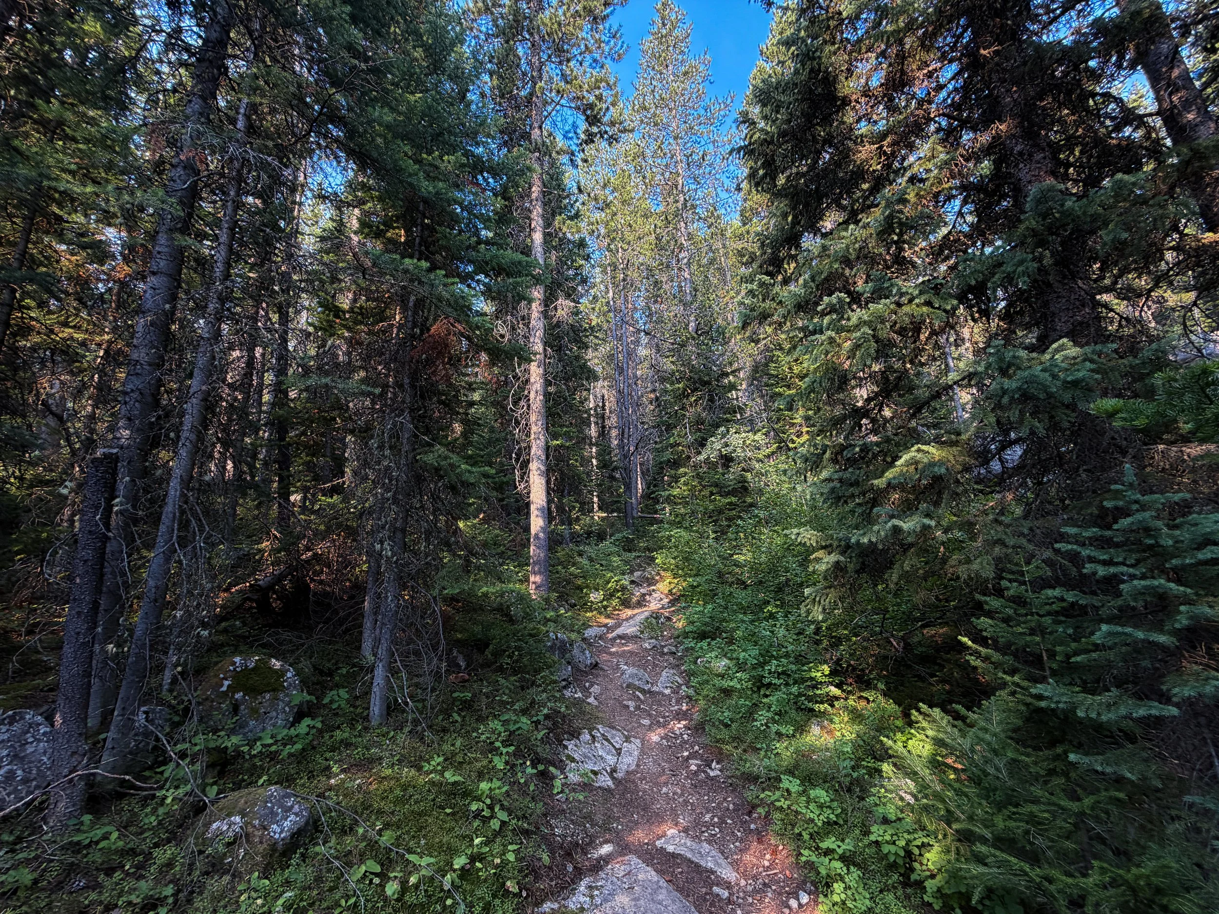 Beaten Path Trail Beartooth Mountains Montana