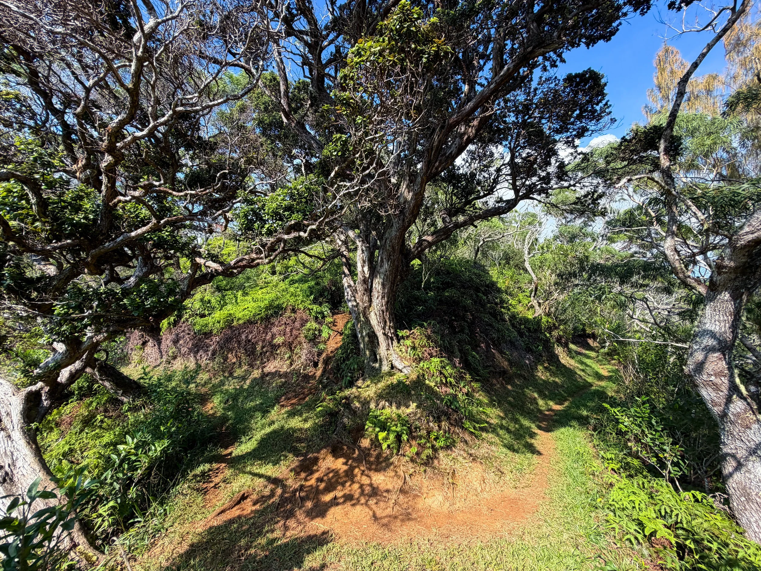 Nuuanu Trail Oahu Hawaii