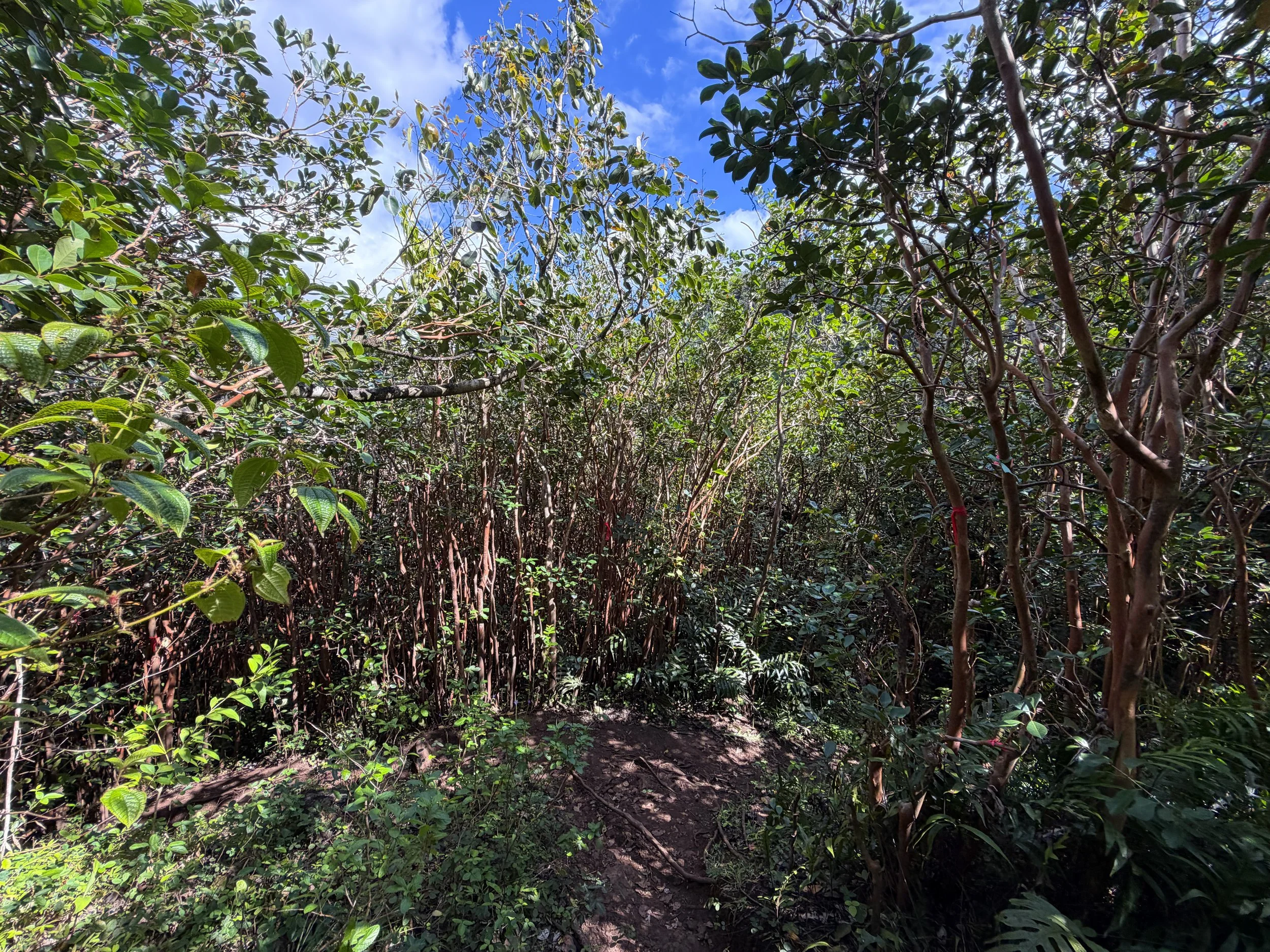 Waimano Falls Trail Oahu Hawaii