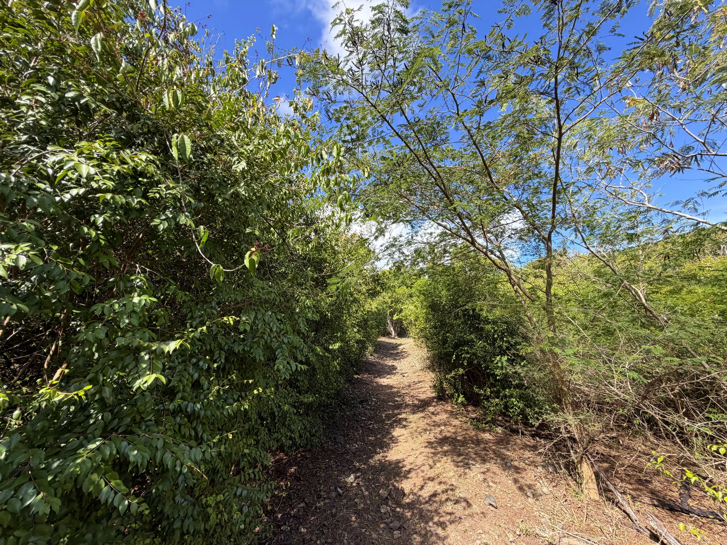 Brown Bay Trail Virgin Islands National Park