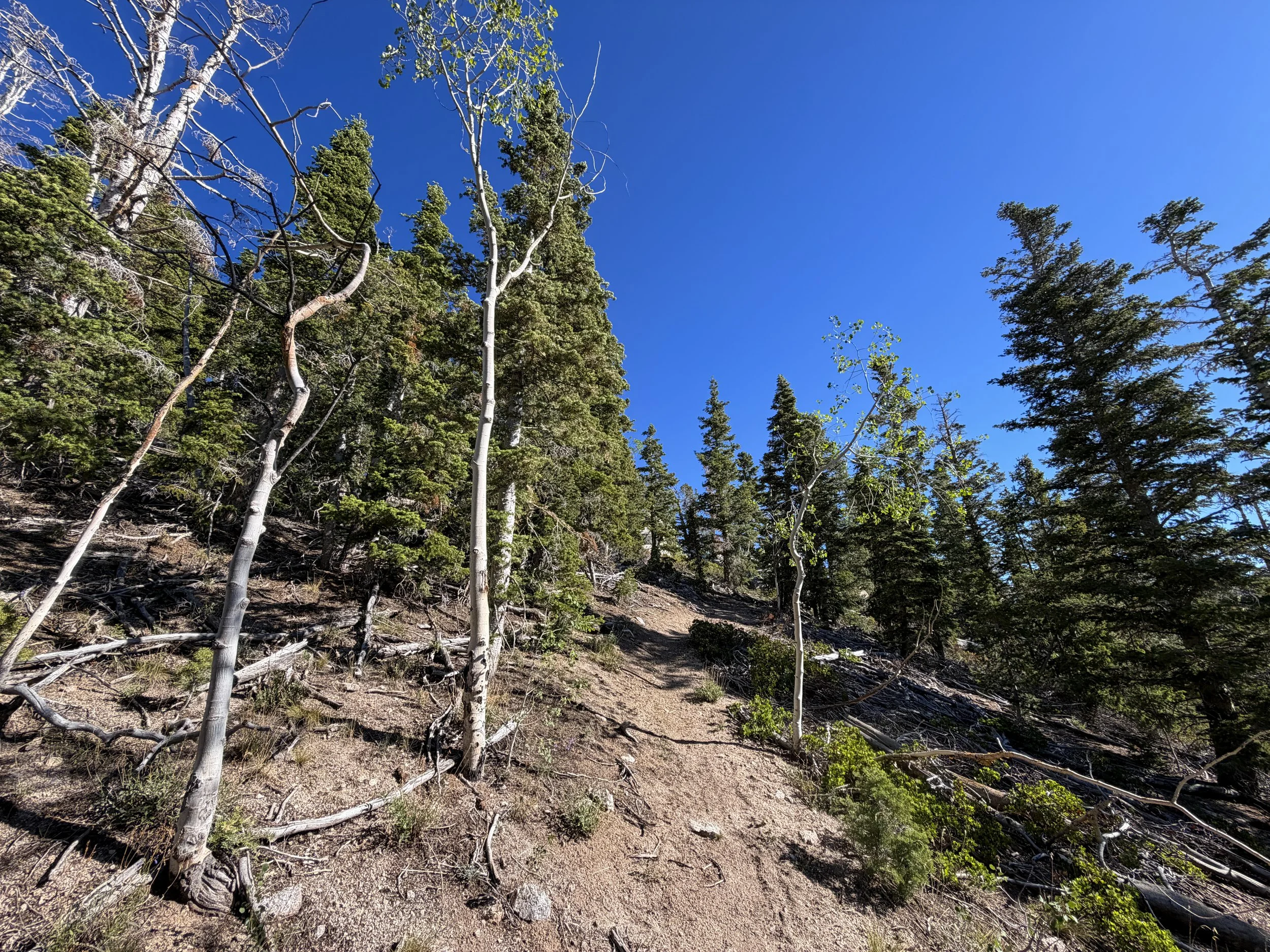 Snake Divide Trail to Mt Washington Great Basin National Park Nevada
