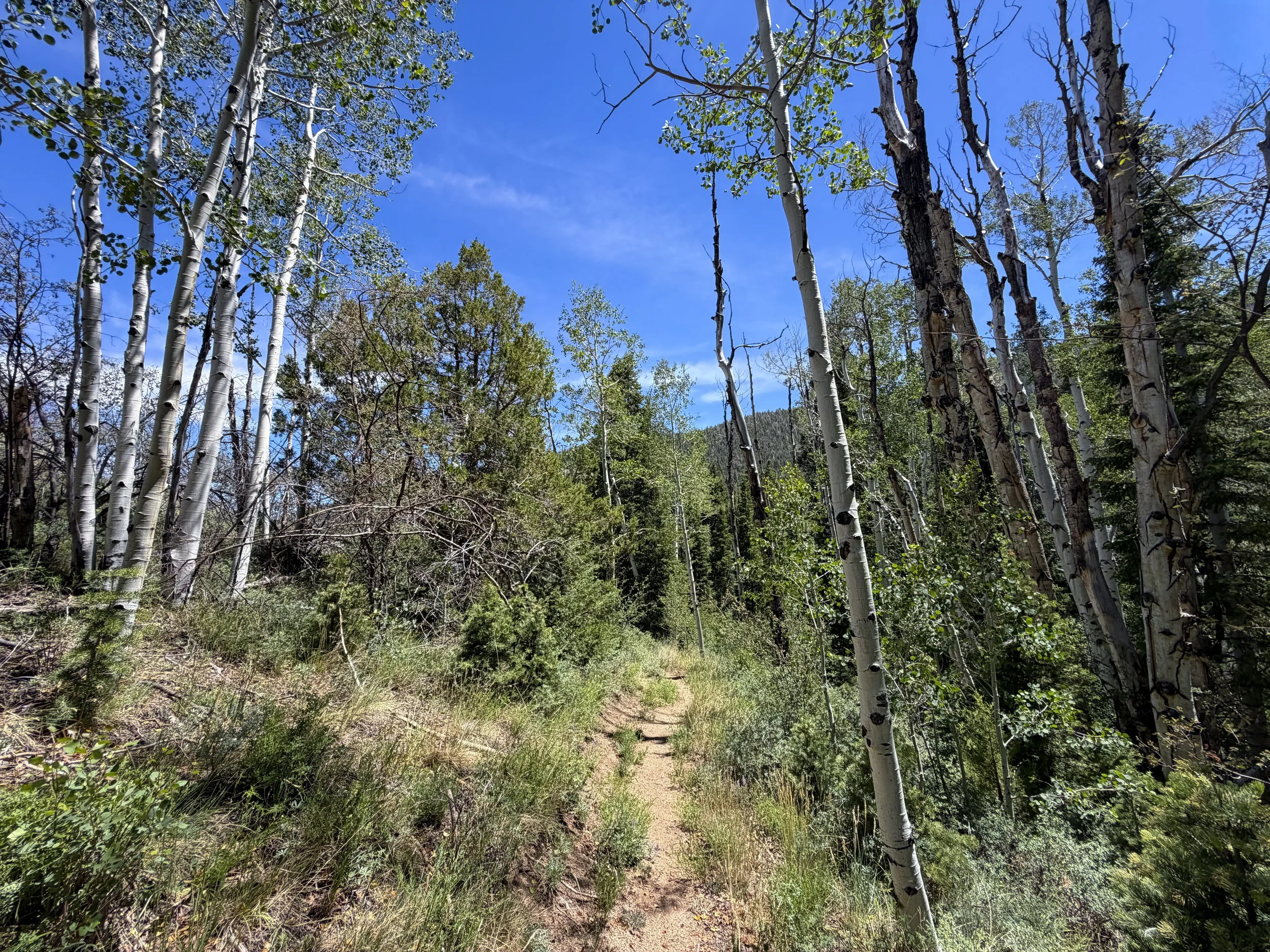 Serviceberry Loop Trail Great Basin National Park Nevada
