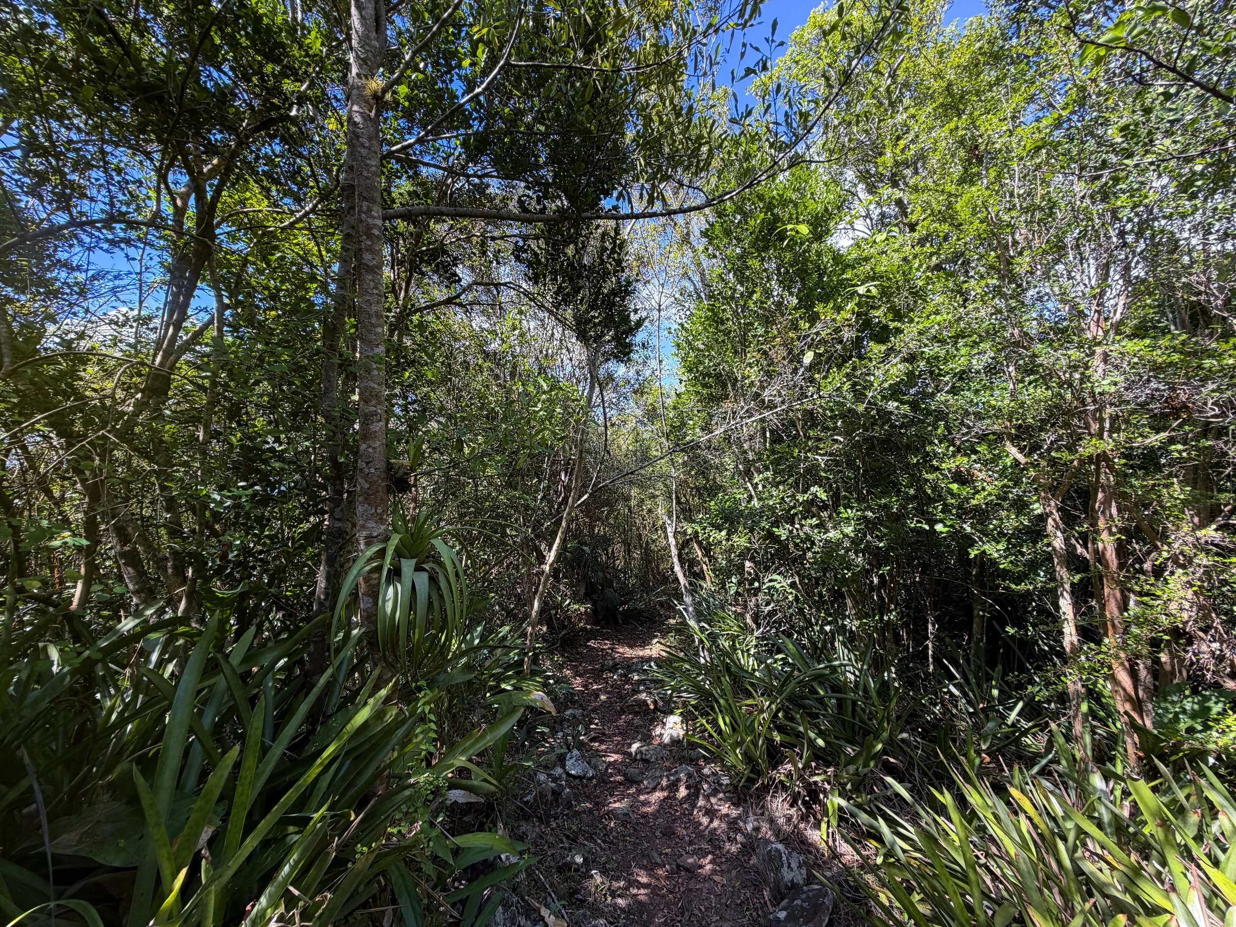 Caneel Hill Trail Virgin Islands National Park