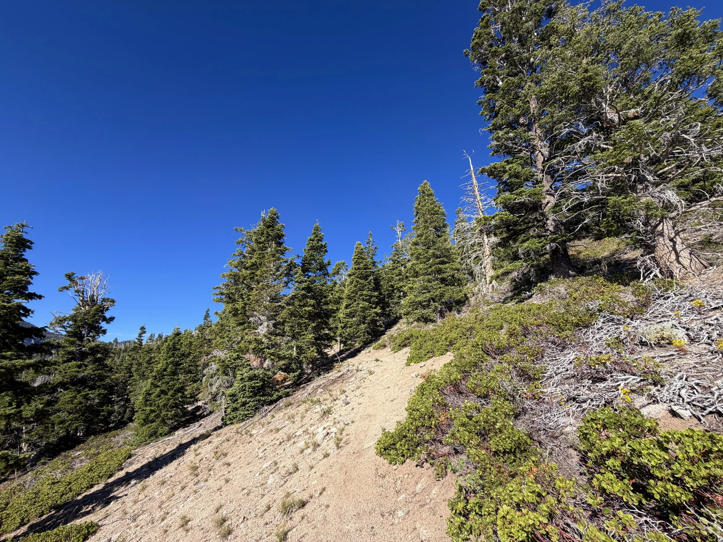 Snake Divide Trail to Mt Washington Great Basin National Park Nevada