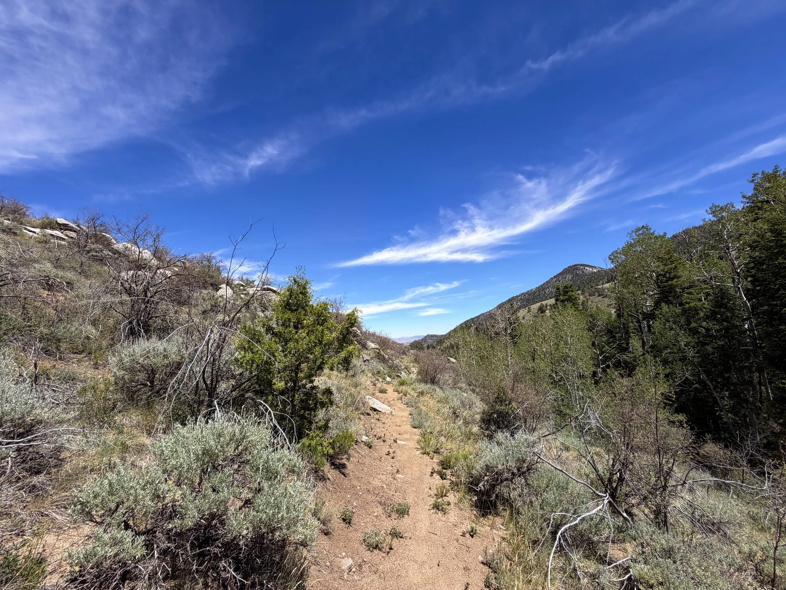 Serviceberry Loop Trail Great Basin National Park Nevada