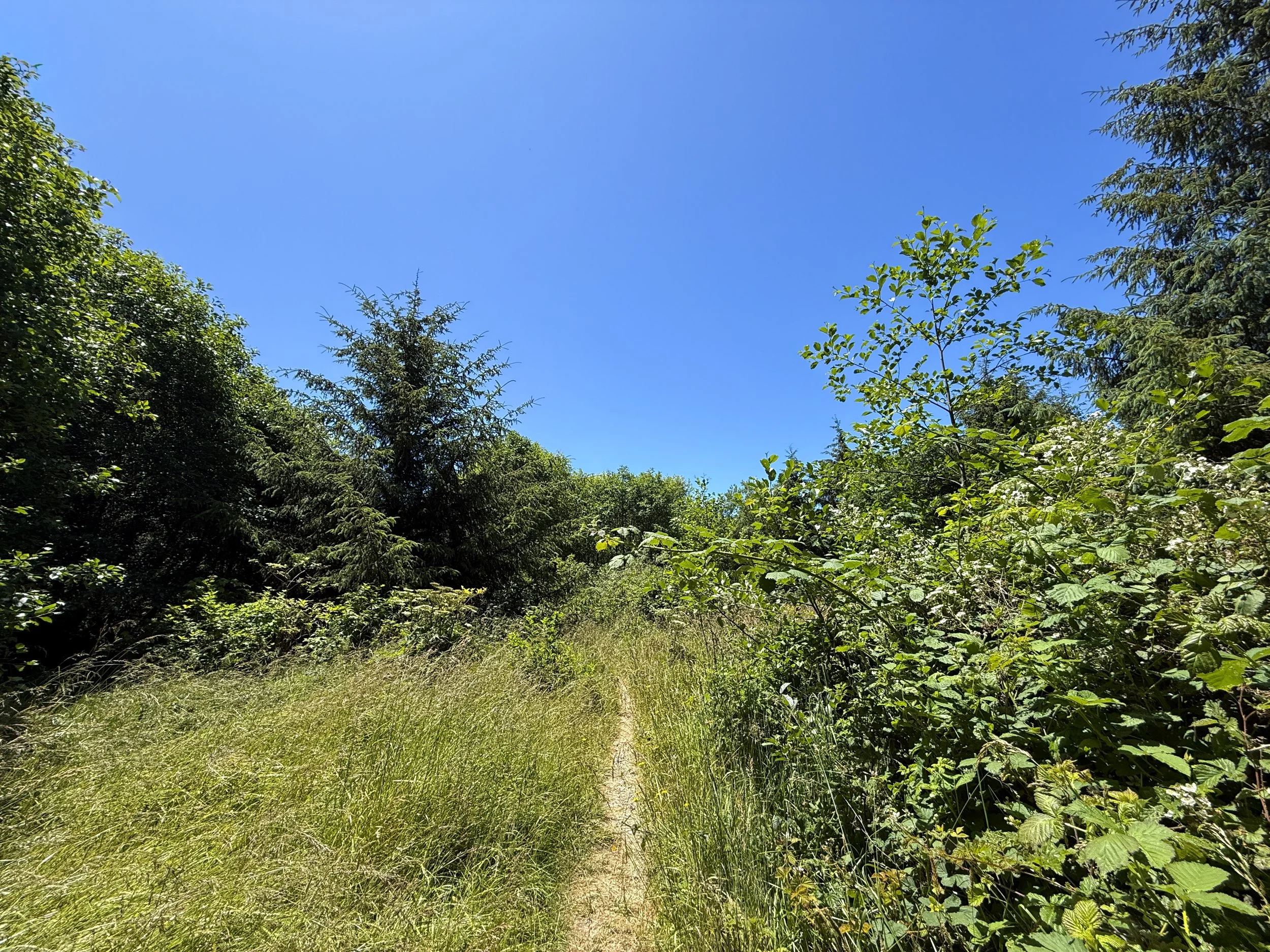 Ossagon Trail Prairie Creek Redwoods State Park California