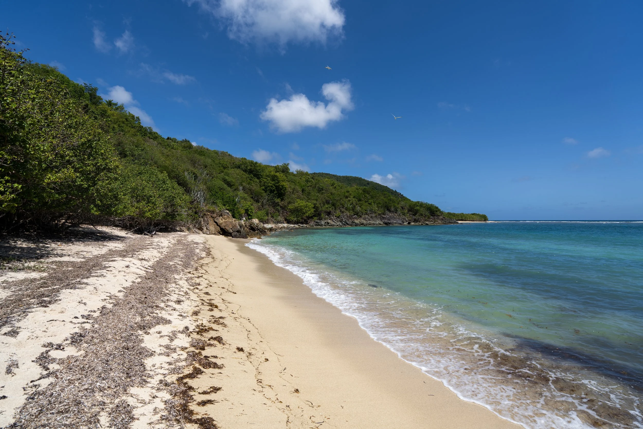 Genti Bay L'Esperance Trail Virgin Islands National Park
