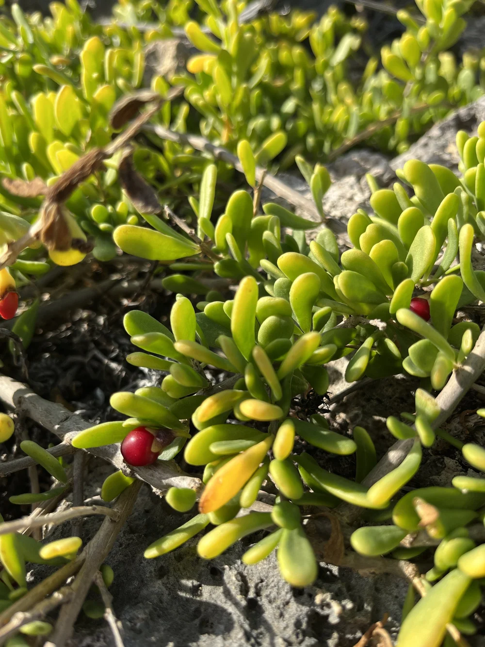 Native Hawaiian Plants My Plant ID Guide — noahawaii