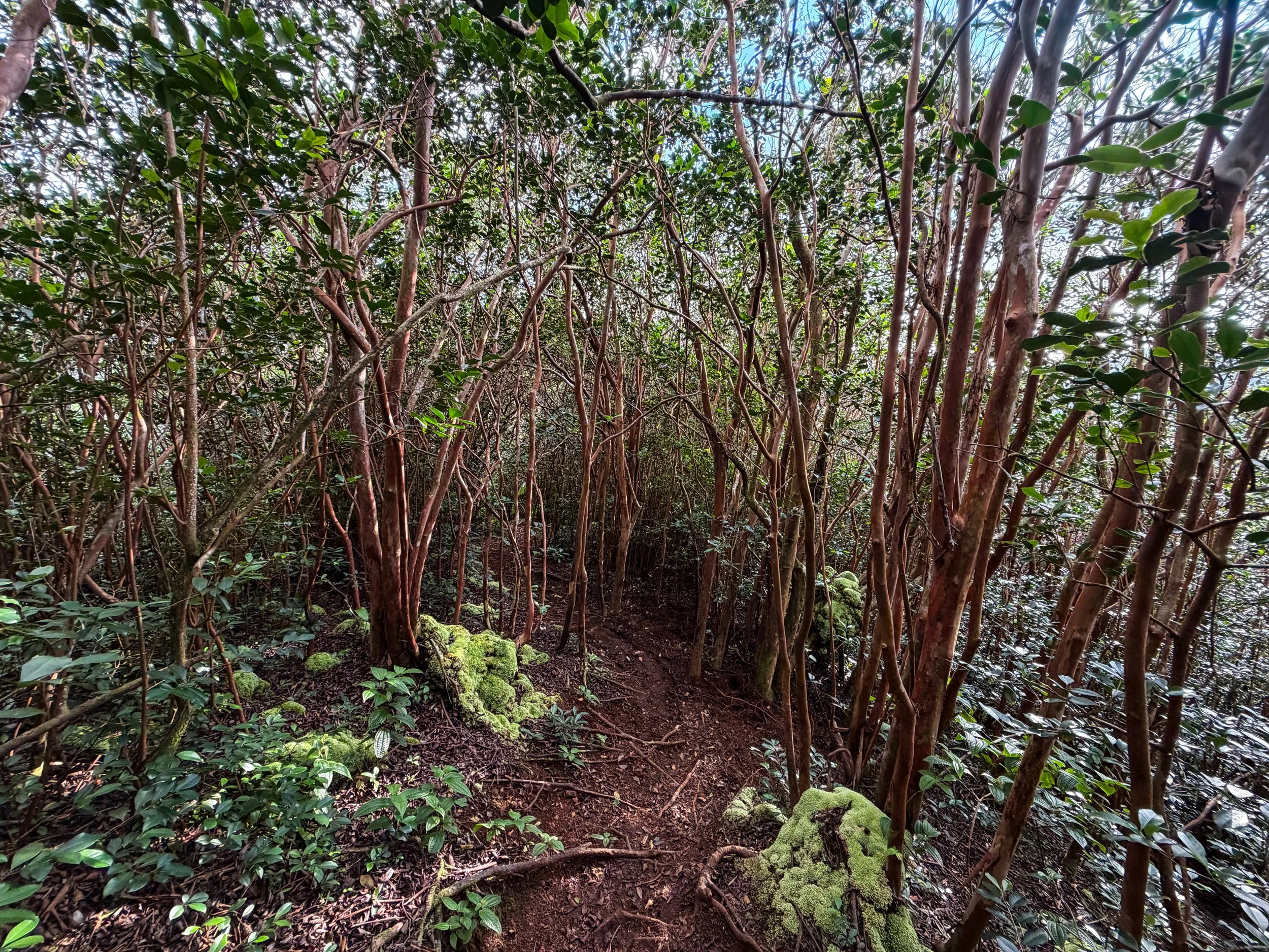 Kaau Crater Trail Oahu Hawaii