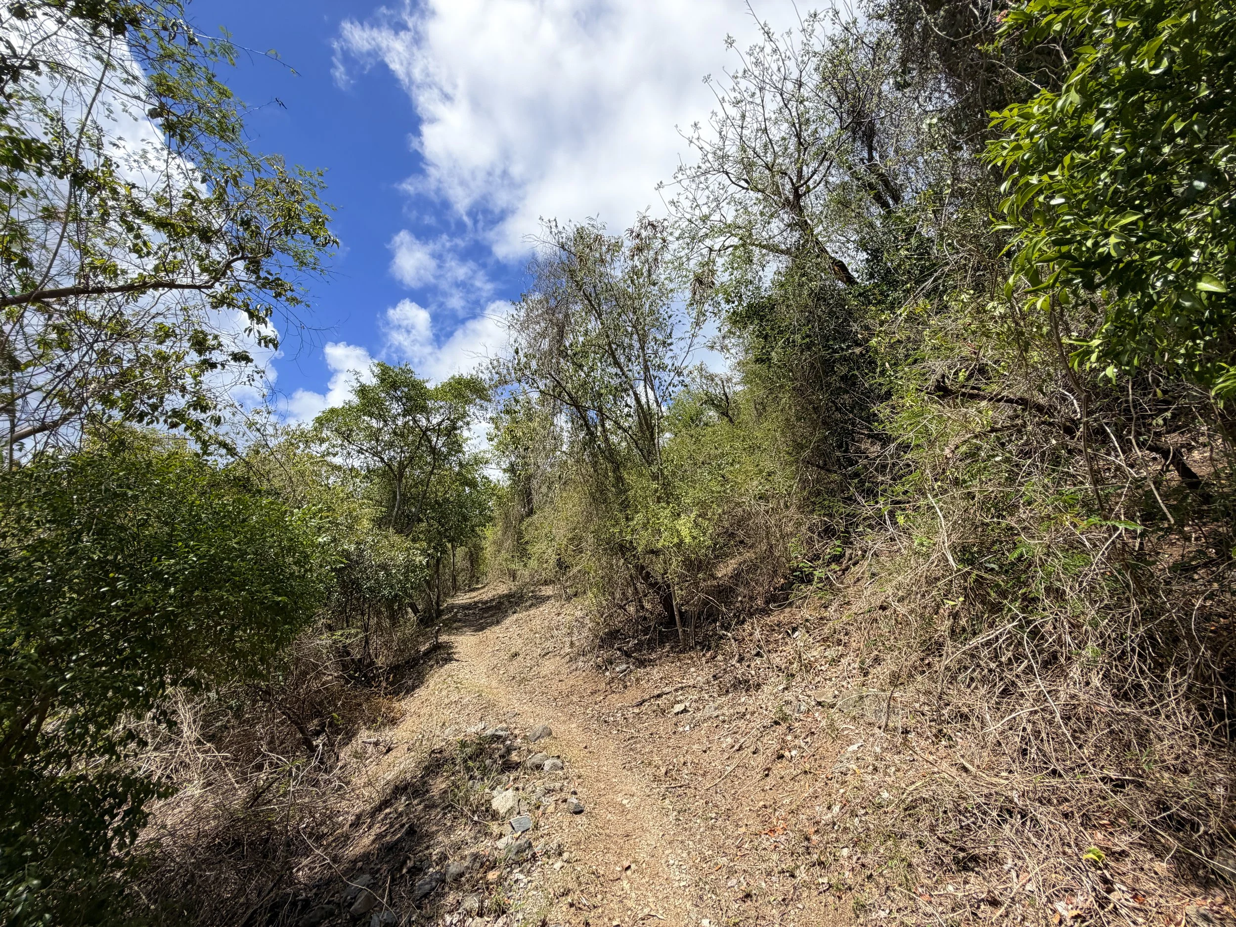 Brown Bay Hike Virgin Islands National Park