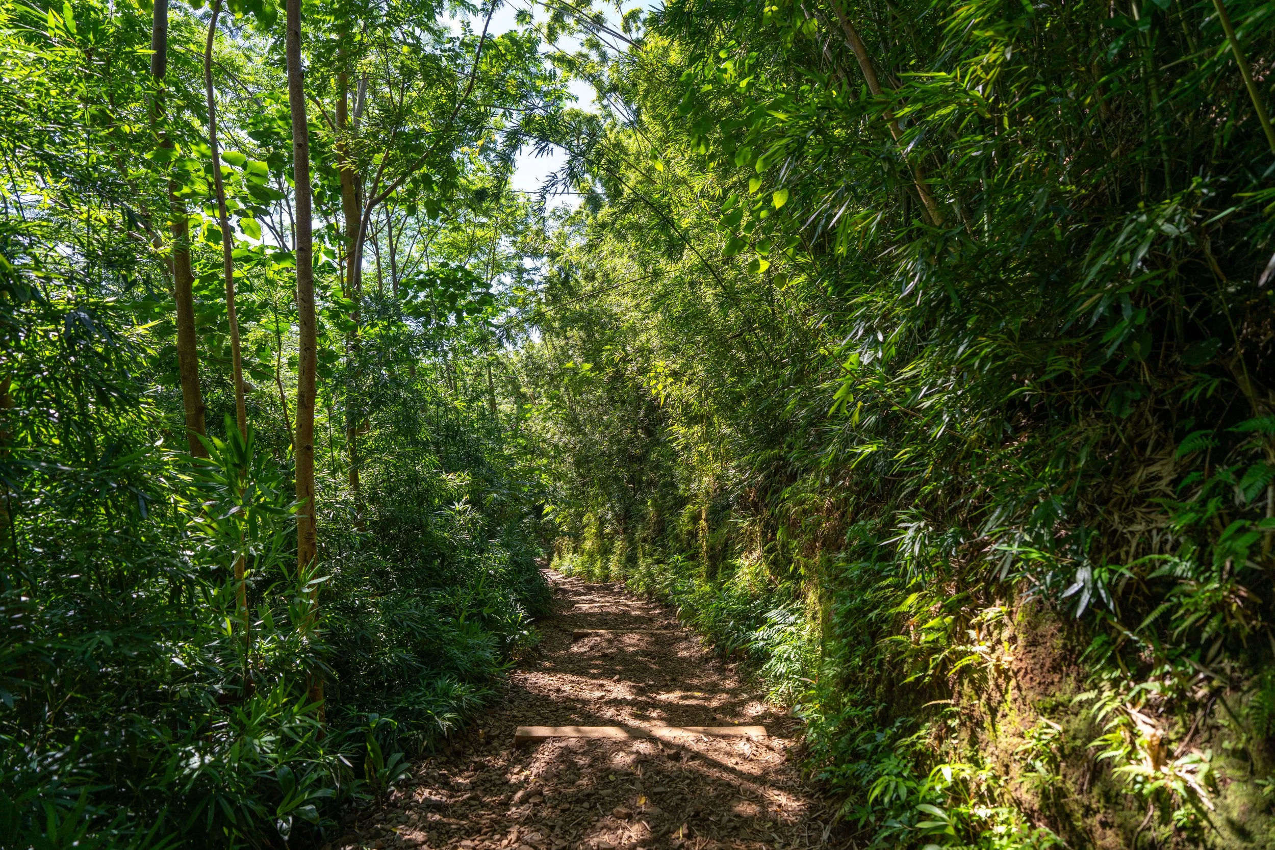 Manoa Falls Trail Oahu Hawaii