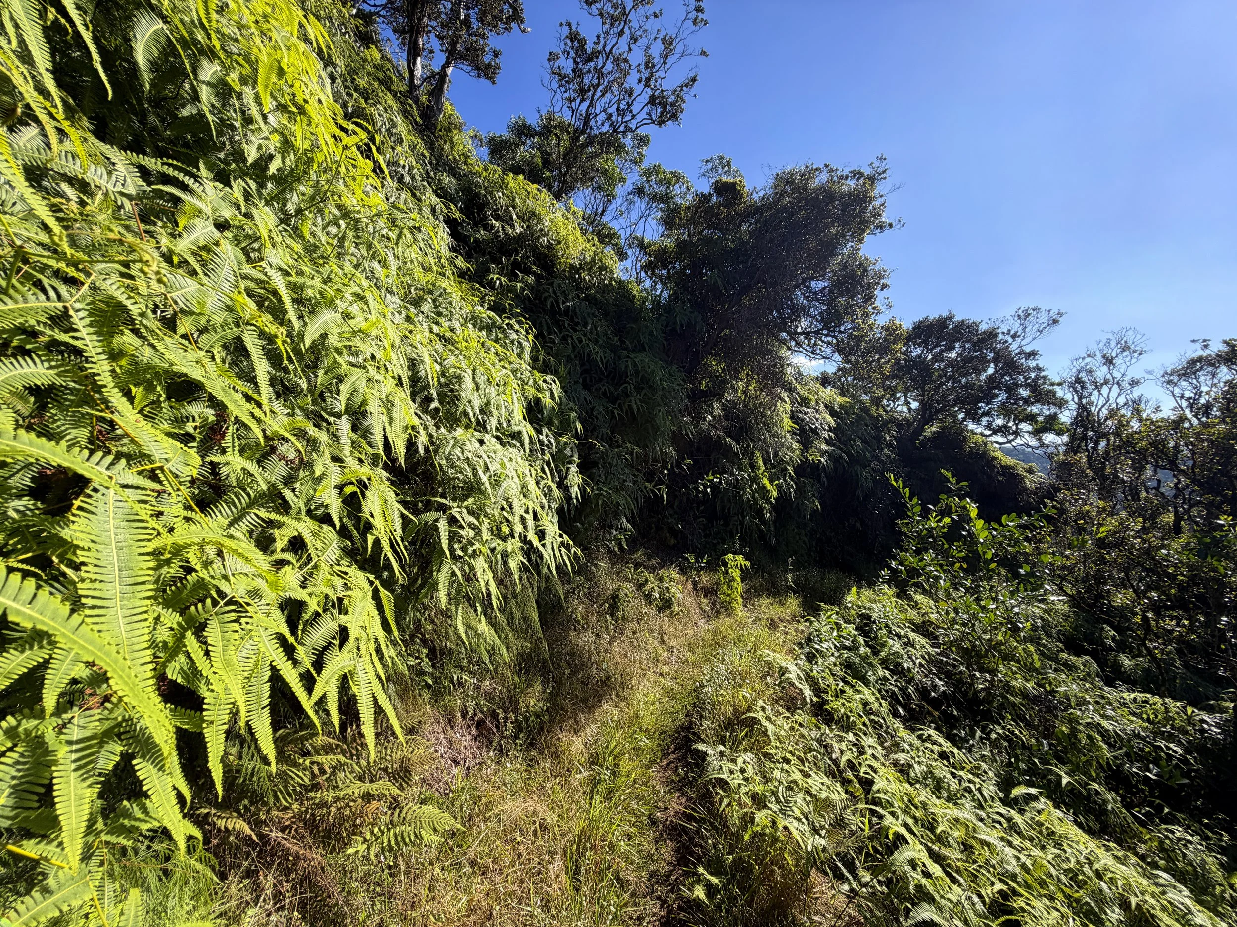 Poamoho Trail Oahu Hawaii