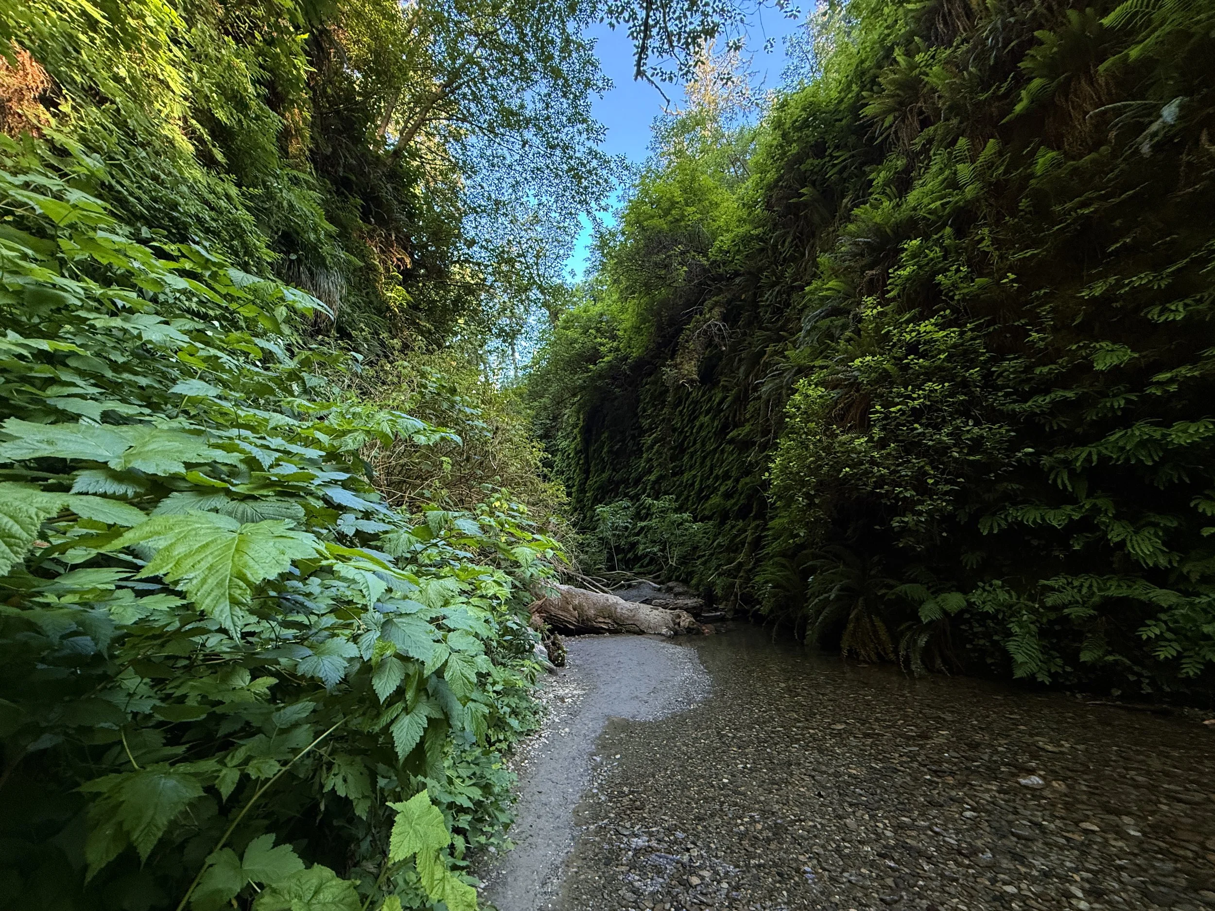 Fern Canyon Loop Trail Prairie Creek Redwoods State Park California