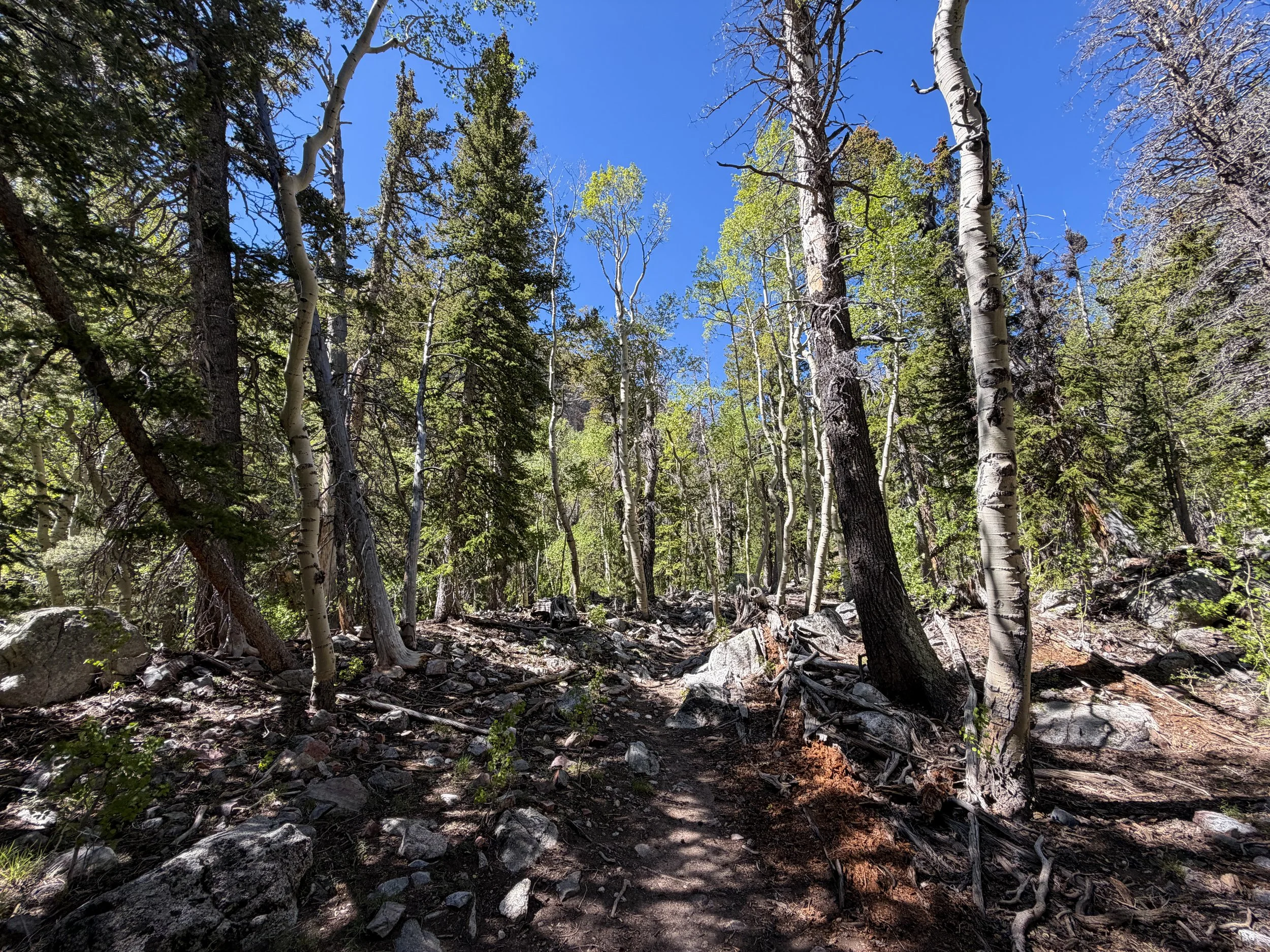 Baker Lake Trail Great Basin National Park Nevada