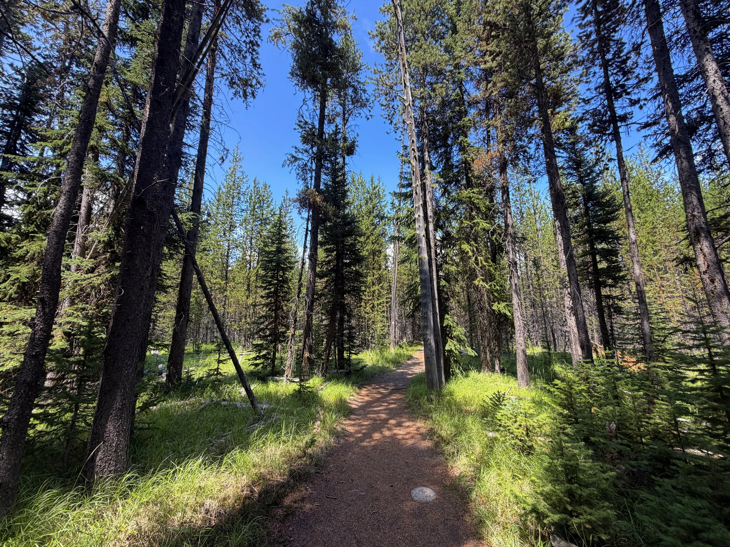 Duck Lake Trail Yellowstone National Park Wyoming