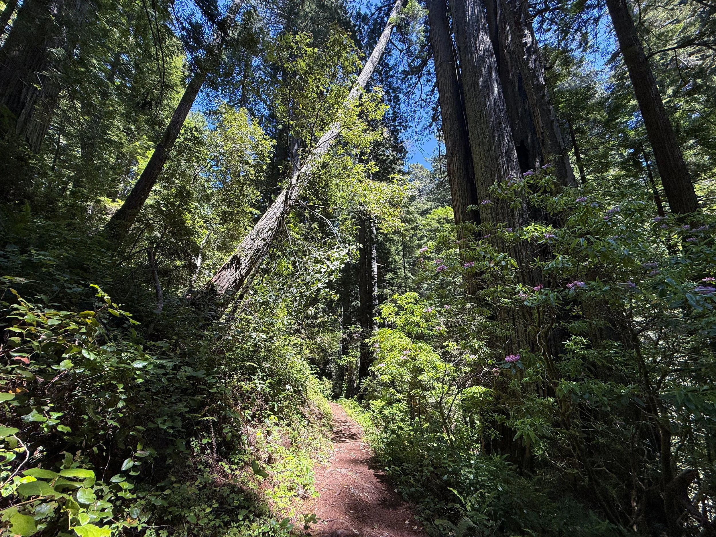 Hope Creek–Ten Taypo Loop Trail Prairie Creek Redwoods State Park California