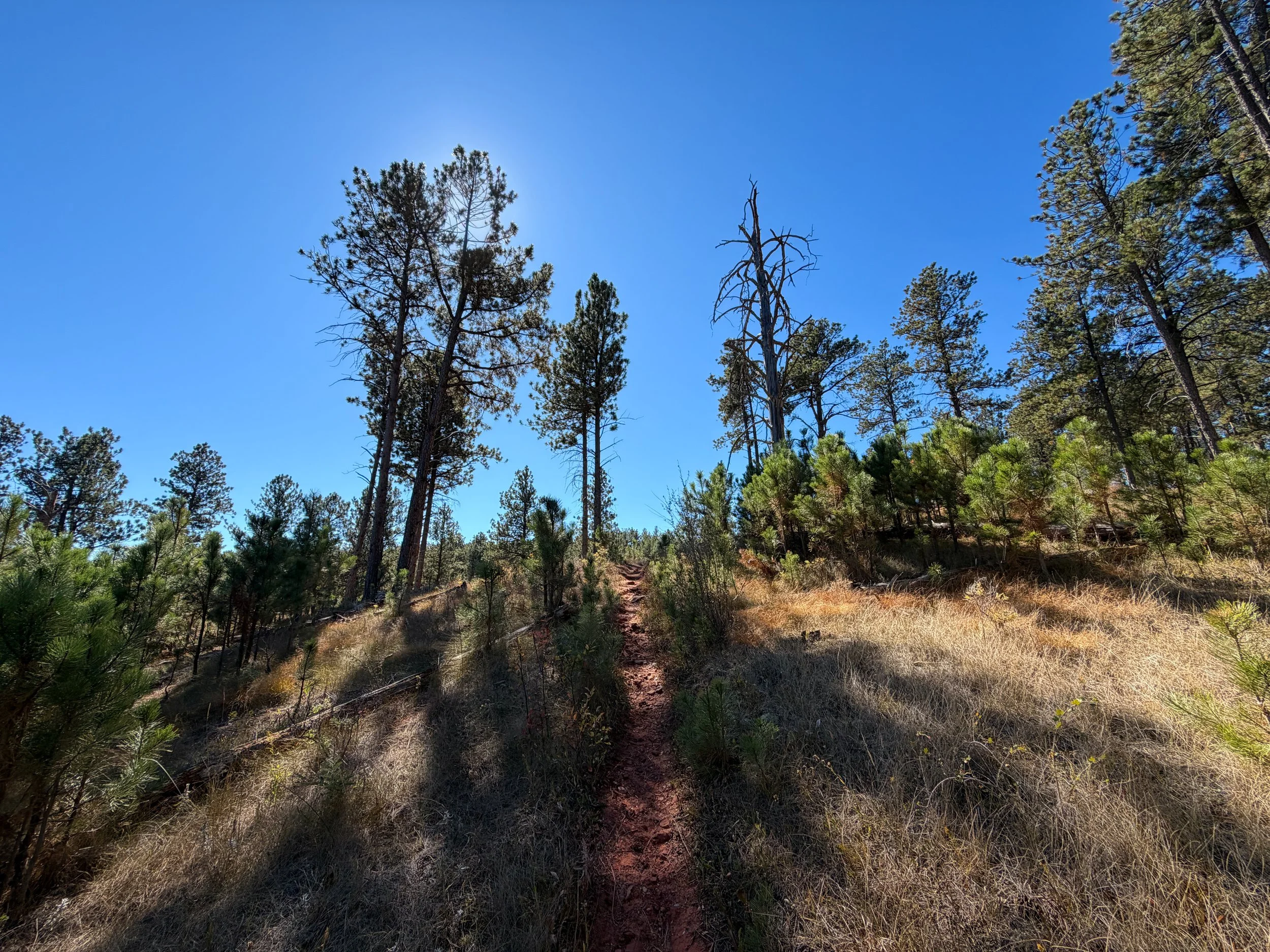 Elk Mountain Campground Loop Trail Wind Cave National Park South Dakota