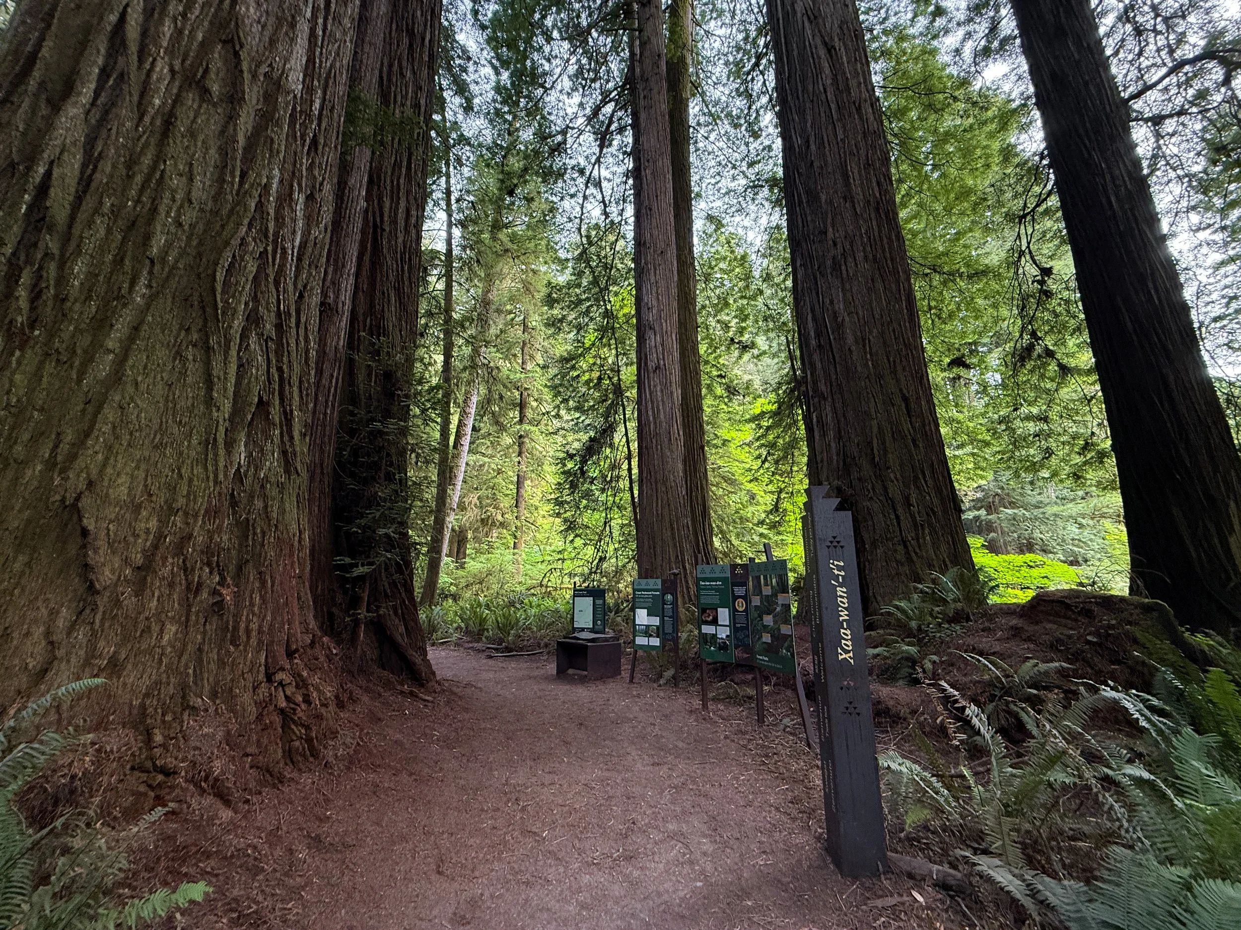 Grove of the Titans Trail Jedediah Smith Redwoods State Park California