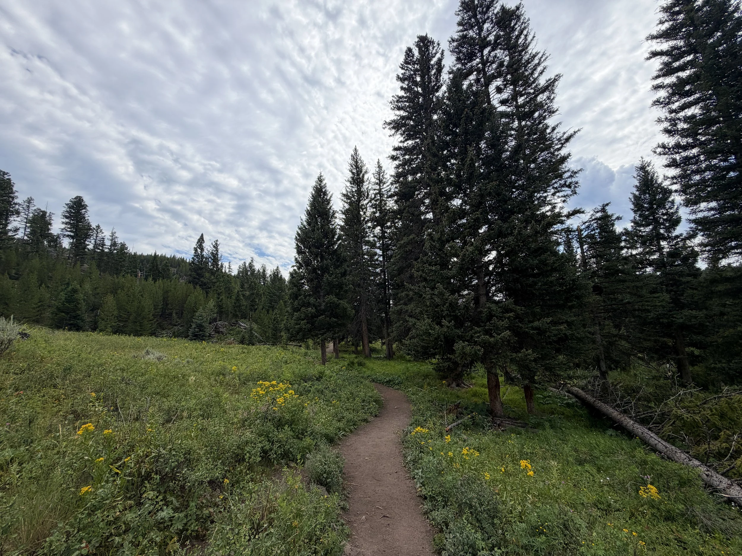Wraith Falls Trail Yellowstone National Park Wyoming