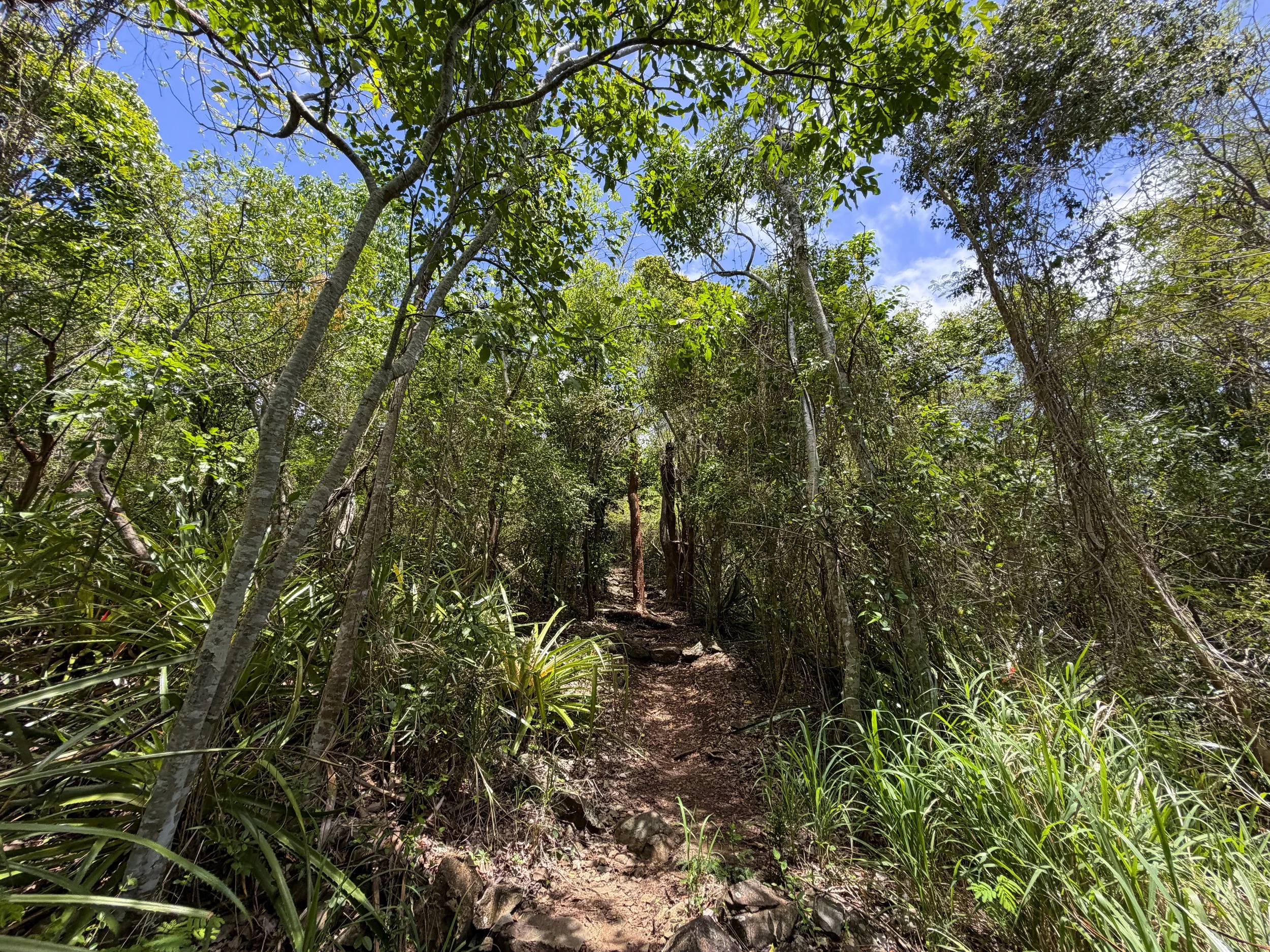 Caneel Hill Trail Virgin Islands National Park