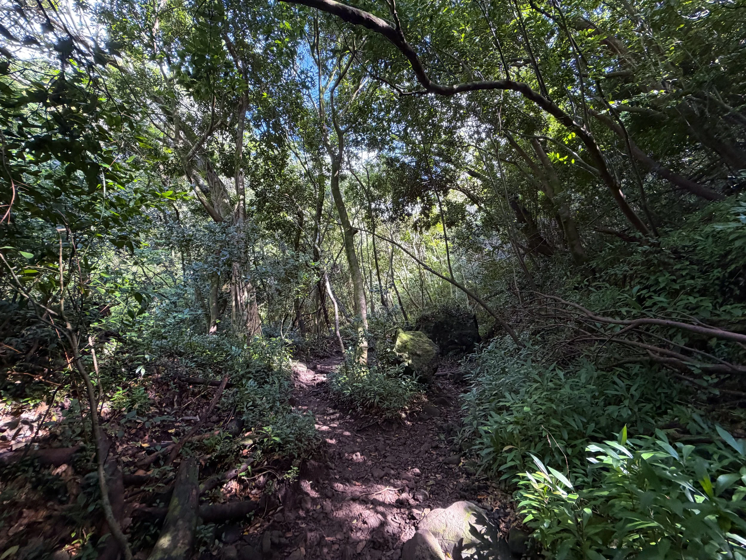 Lulumahu Falls Trail Oahu Hawaii