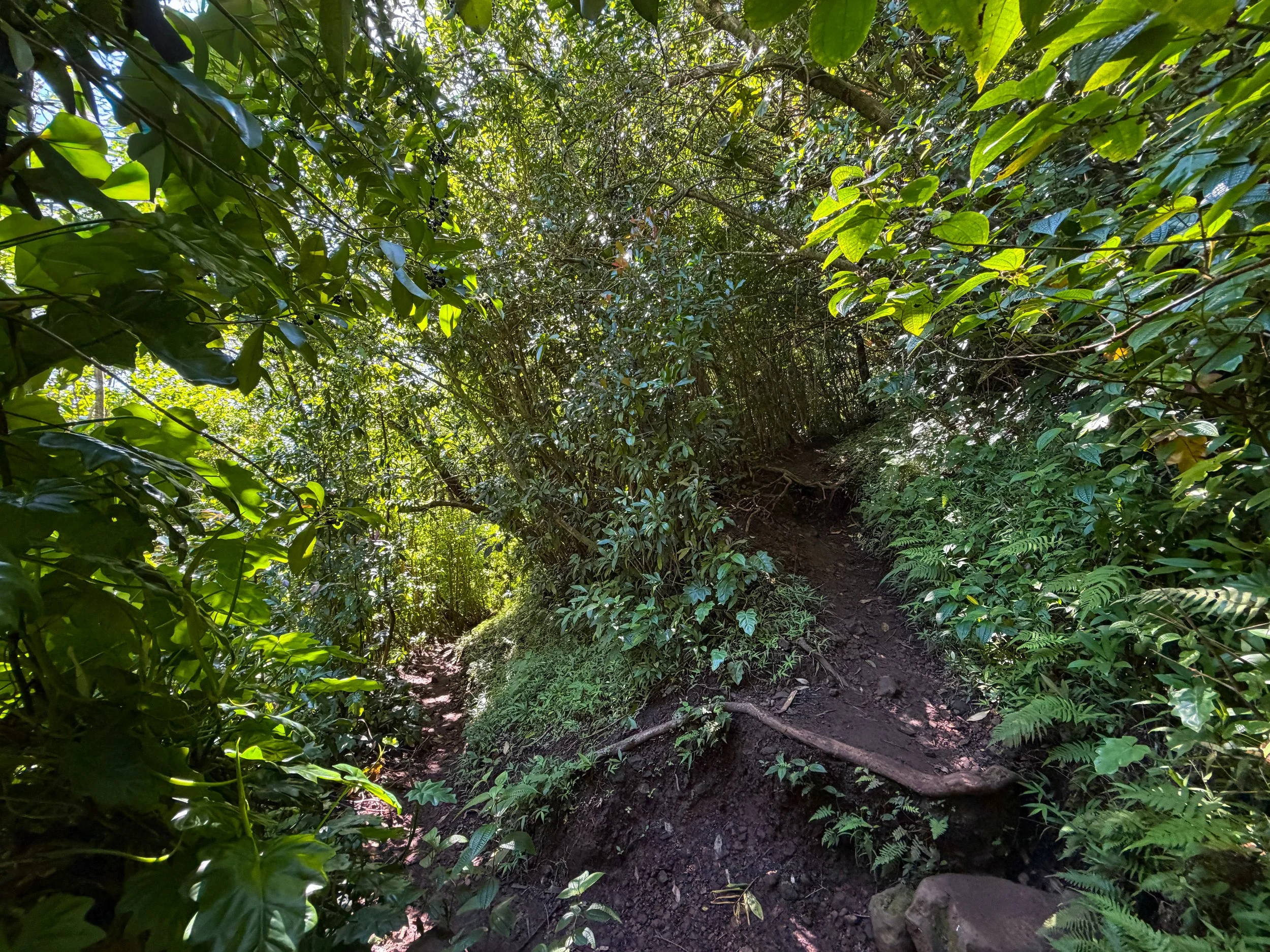 Aihualama Trail Switchbacks Oahu Hawaii