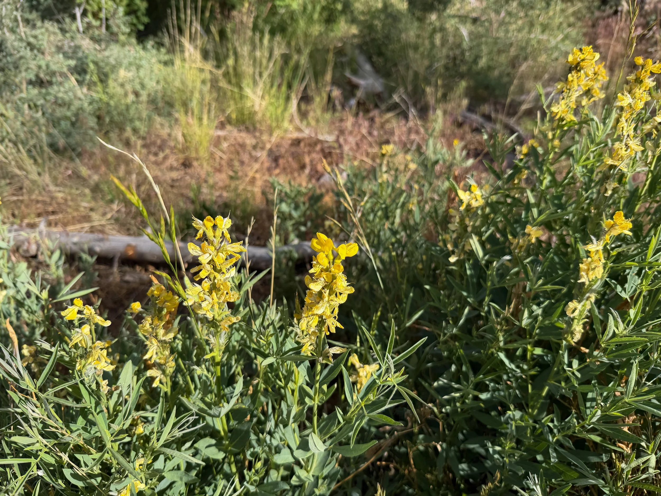 Mountain Goldenbean Thermopsis montana