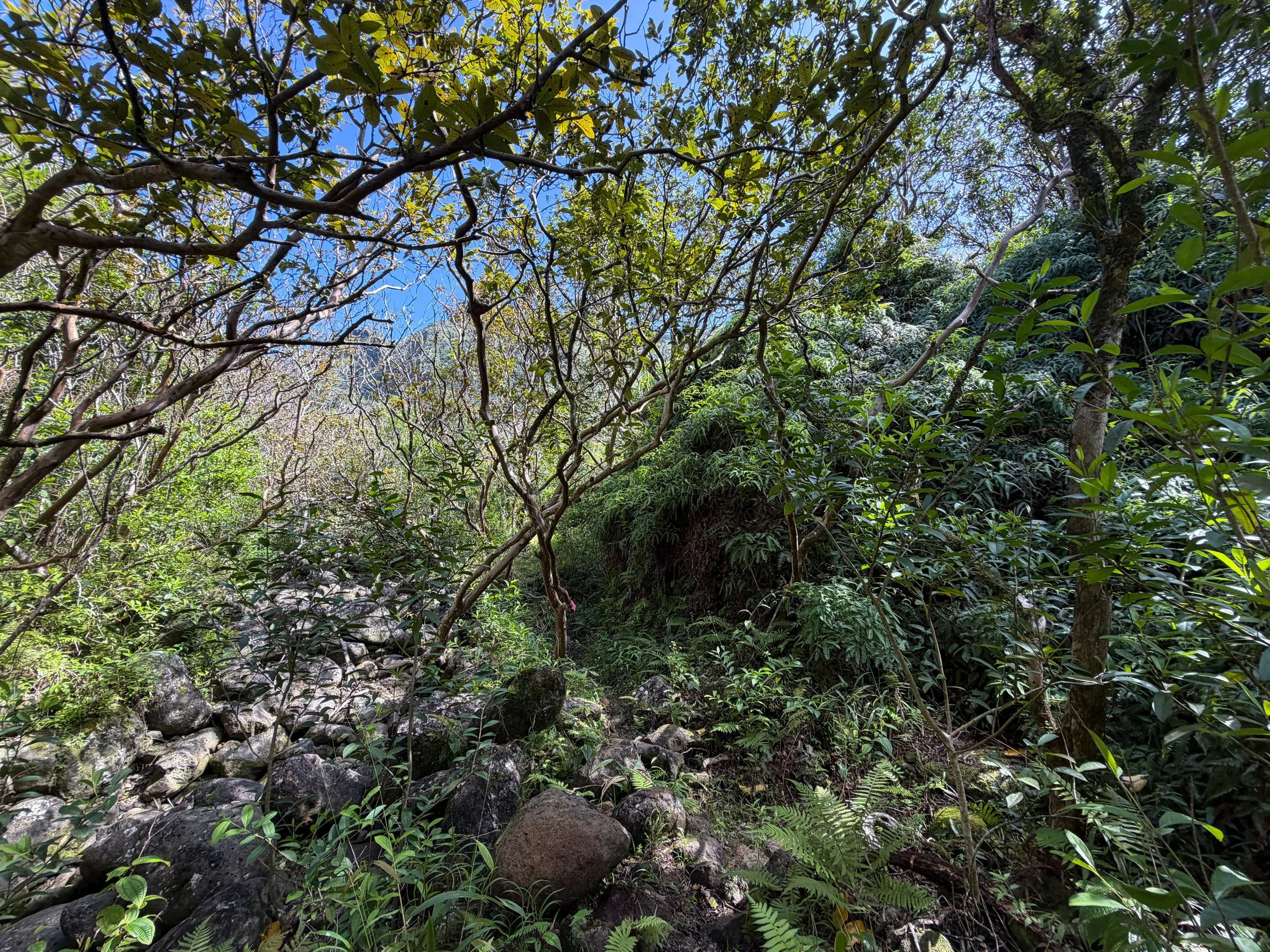 Kulanaahane Trail Oahu Hawaii