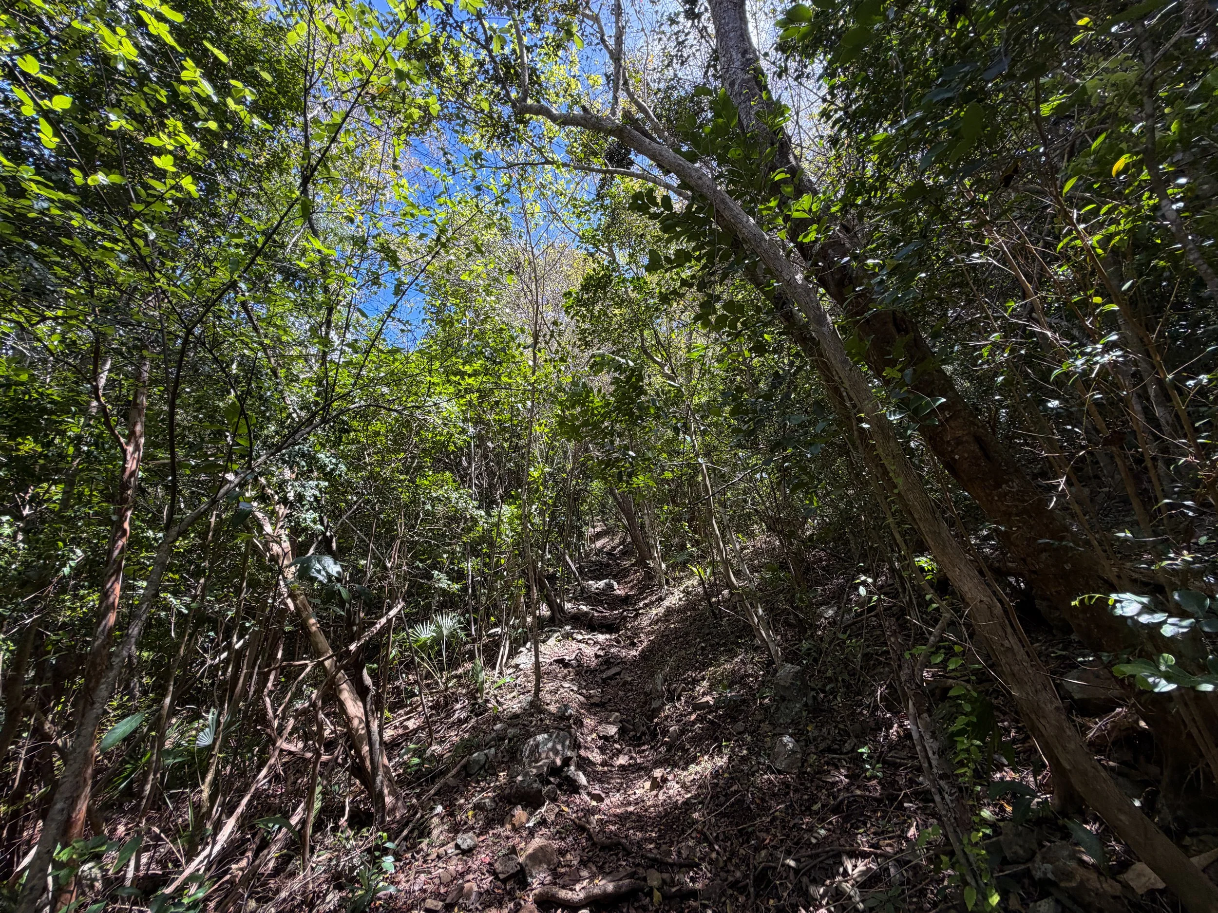 Tamarind Hike Virgin Islands National Park