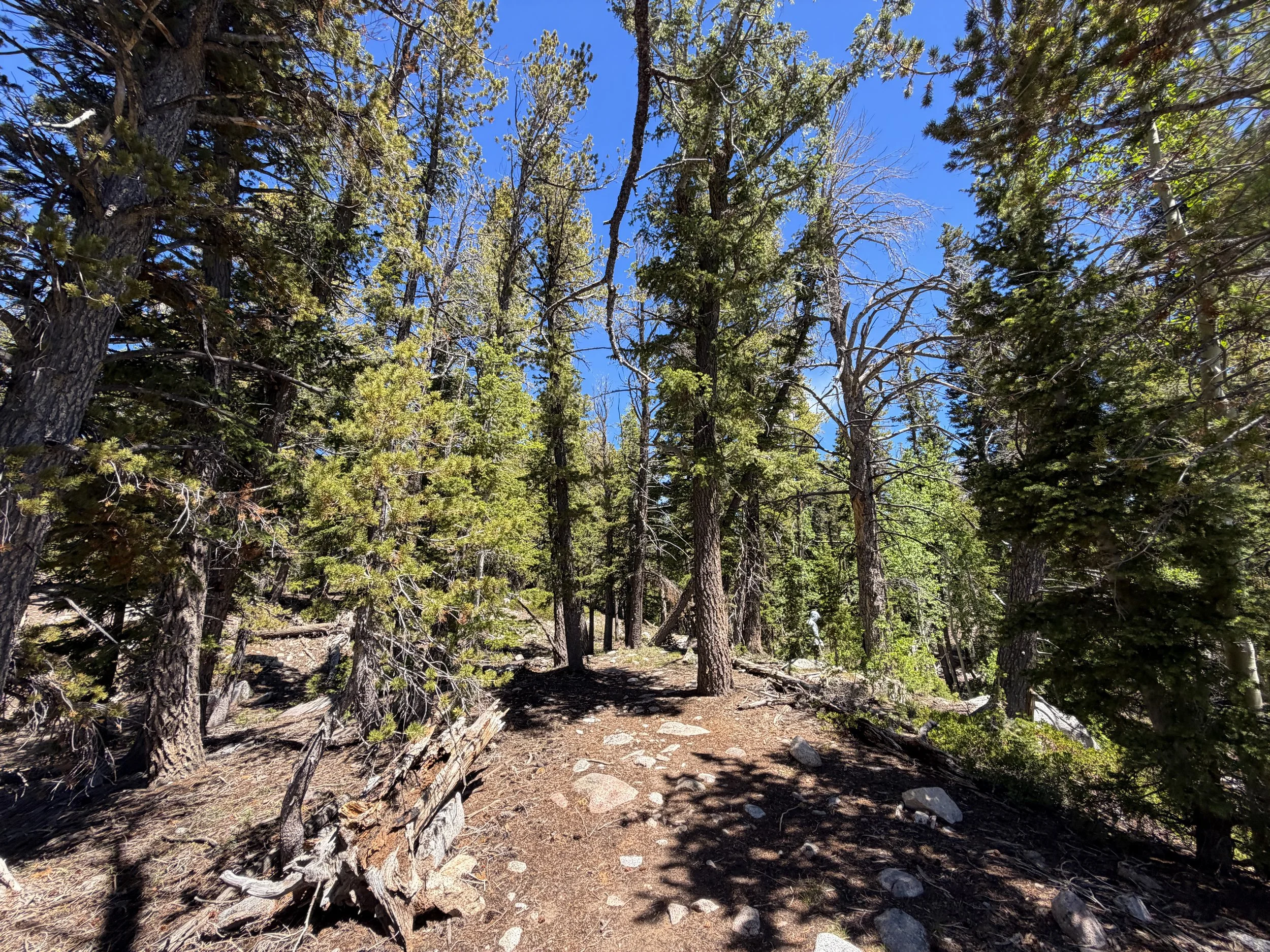 Dead Lake Trail Great Basin National Park Nevada