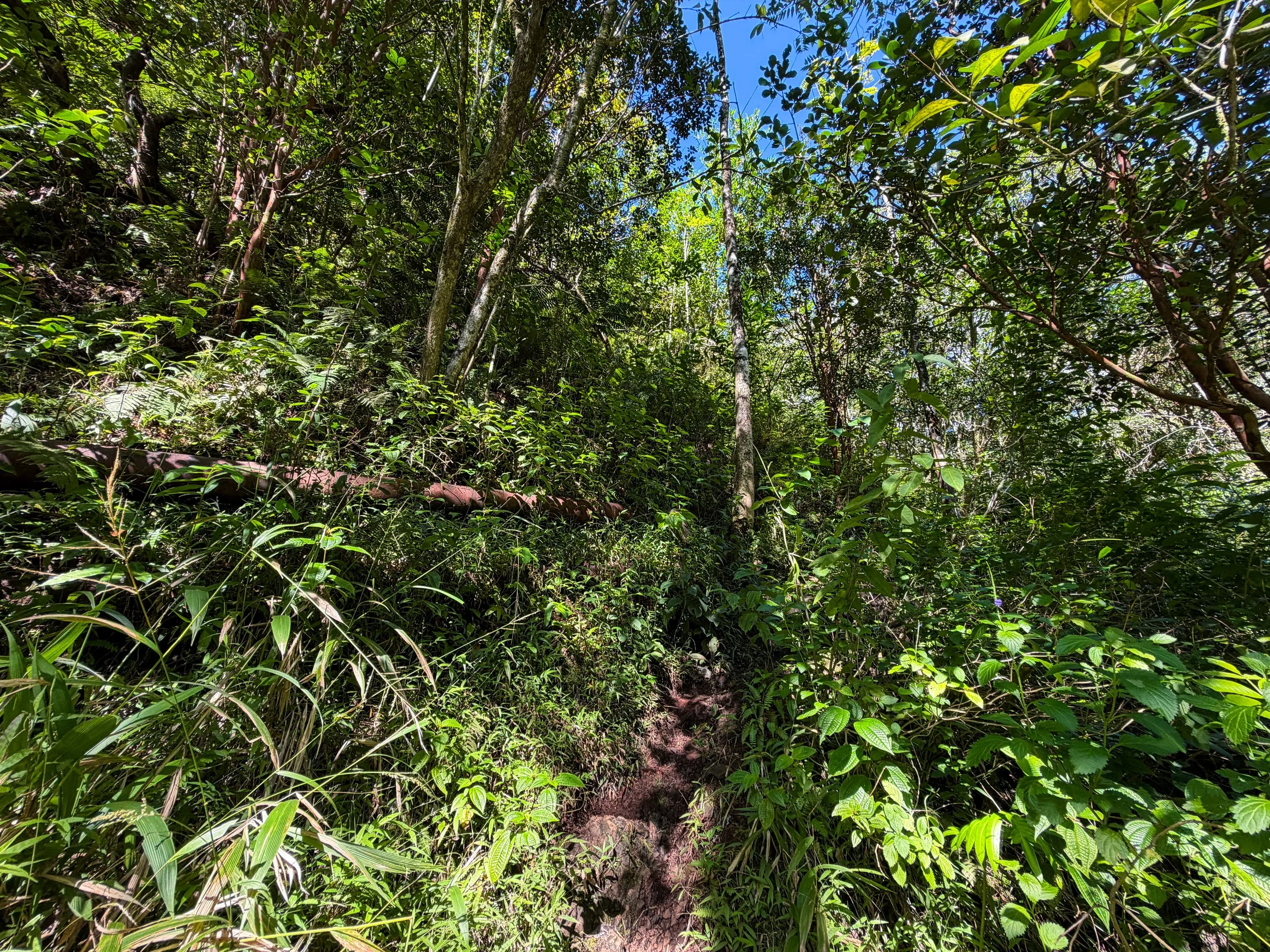 Kaau Crater Hike Oahu Hawaii