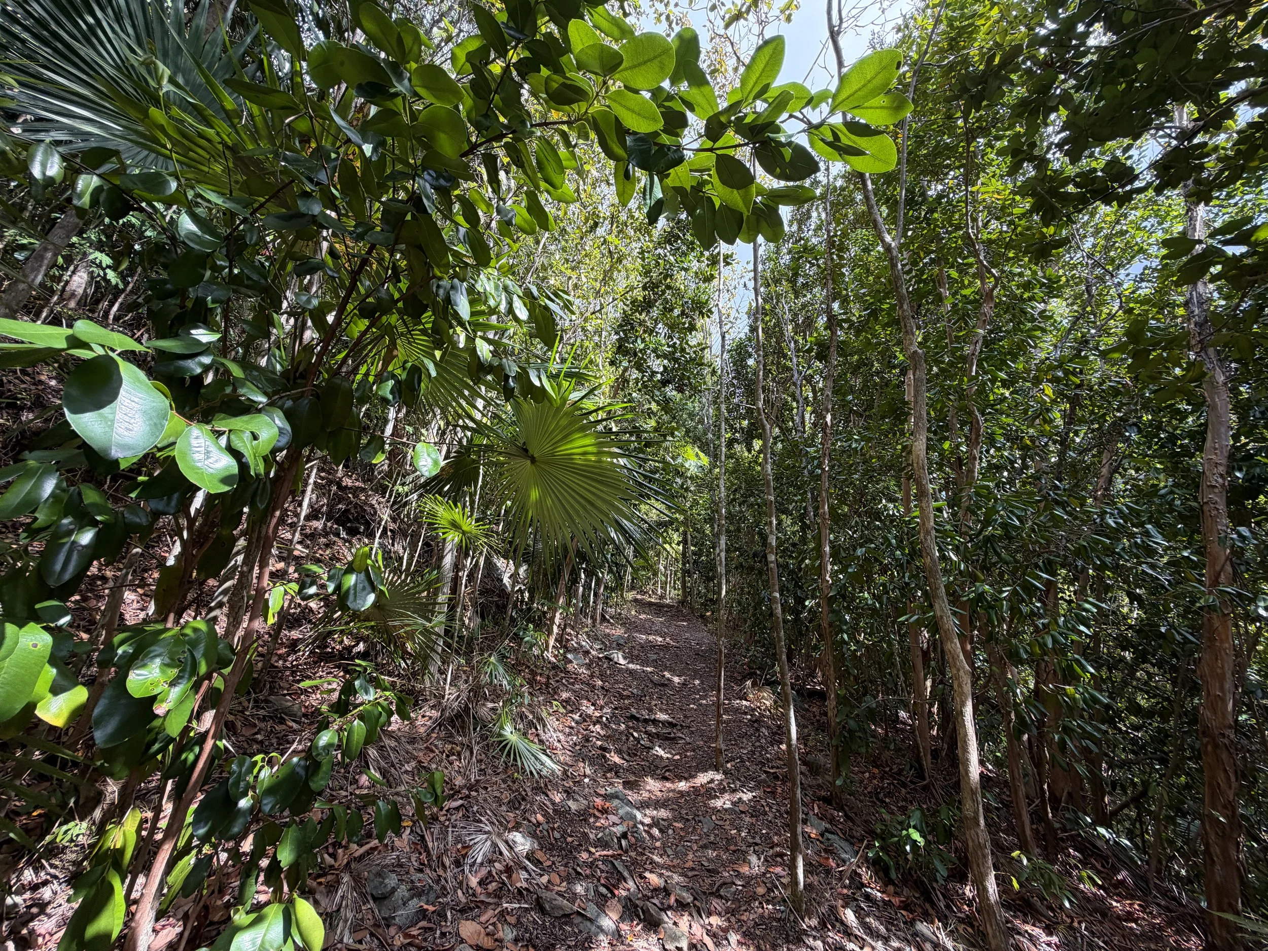 America Hill Hike via Cinnamon Bay Virgin Islands National Park