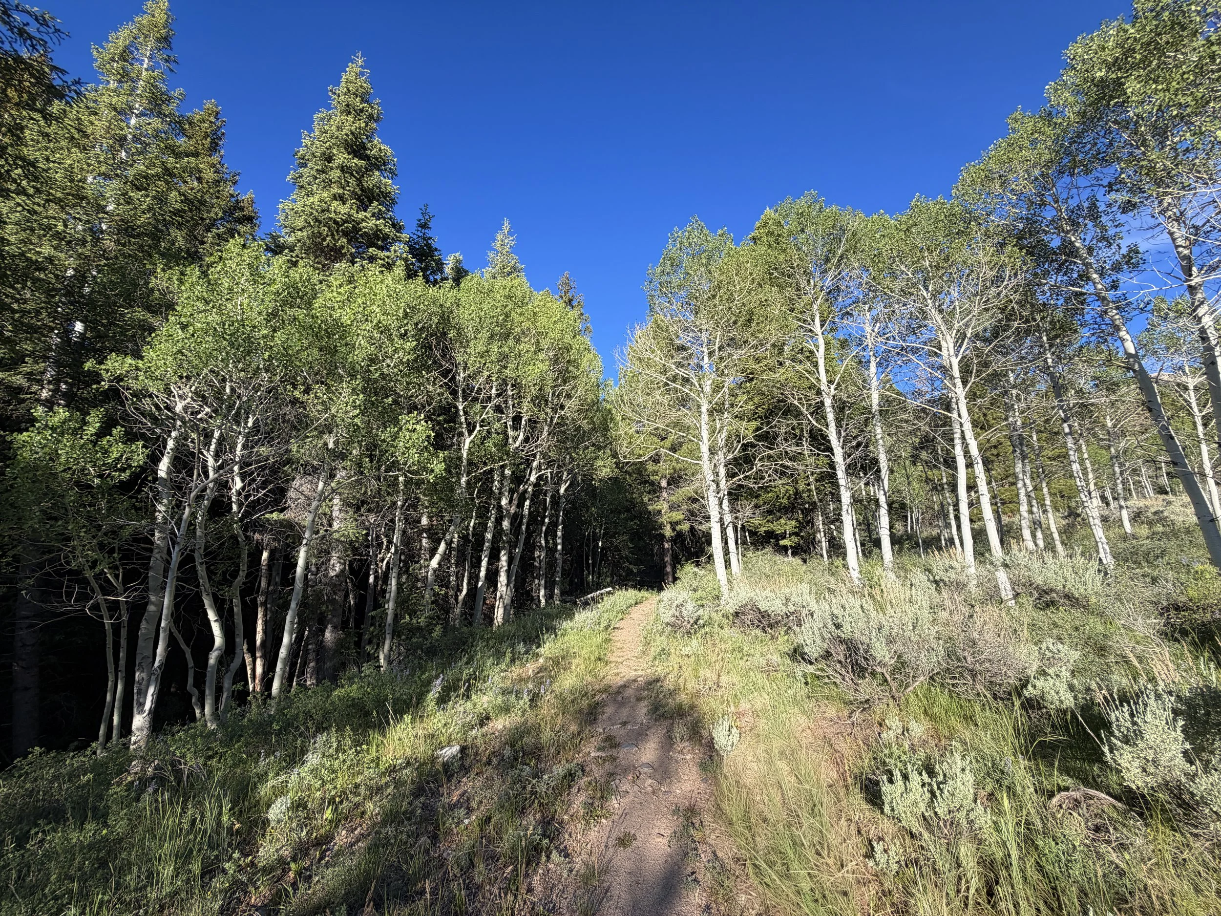 Snake Creek Overlook Trail Great Basin National Park Nevada