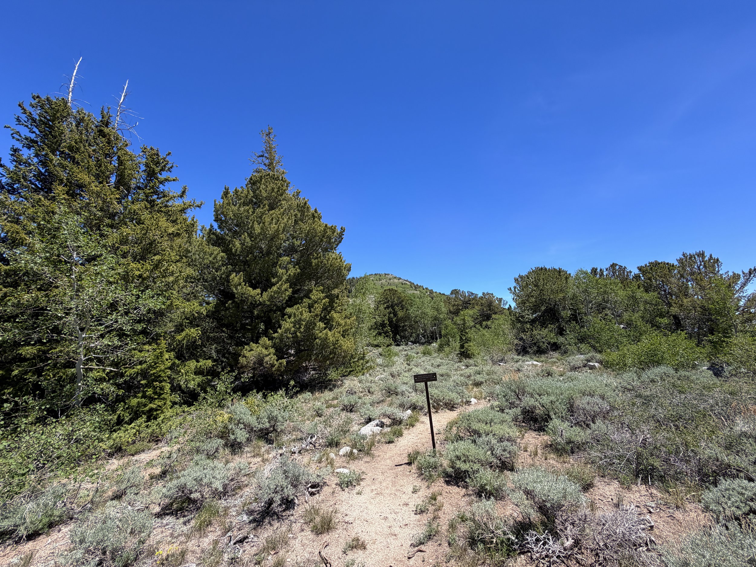 Timber Creek Trail Great Basin National Park Nevada