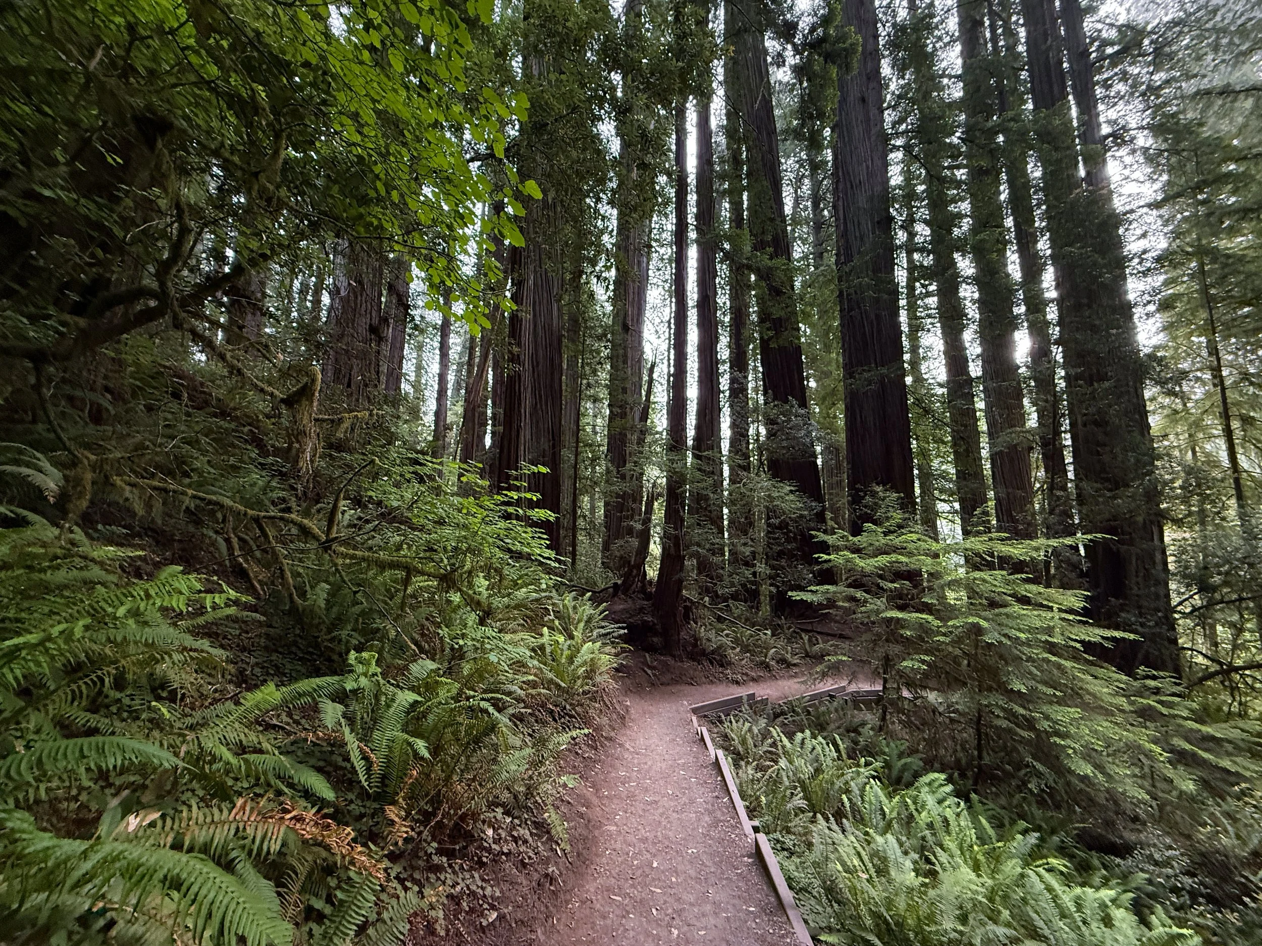 Grove of the Titans Trail Jedediah Smith Redwoods State Park California