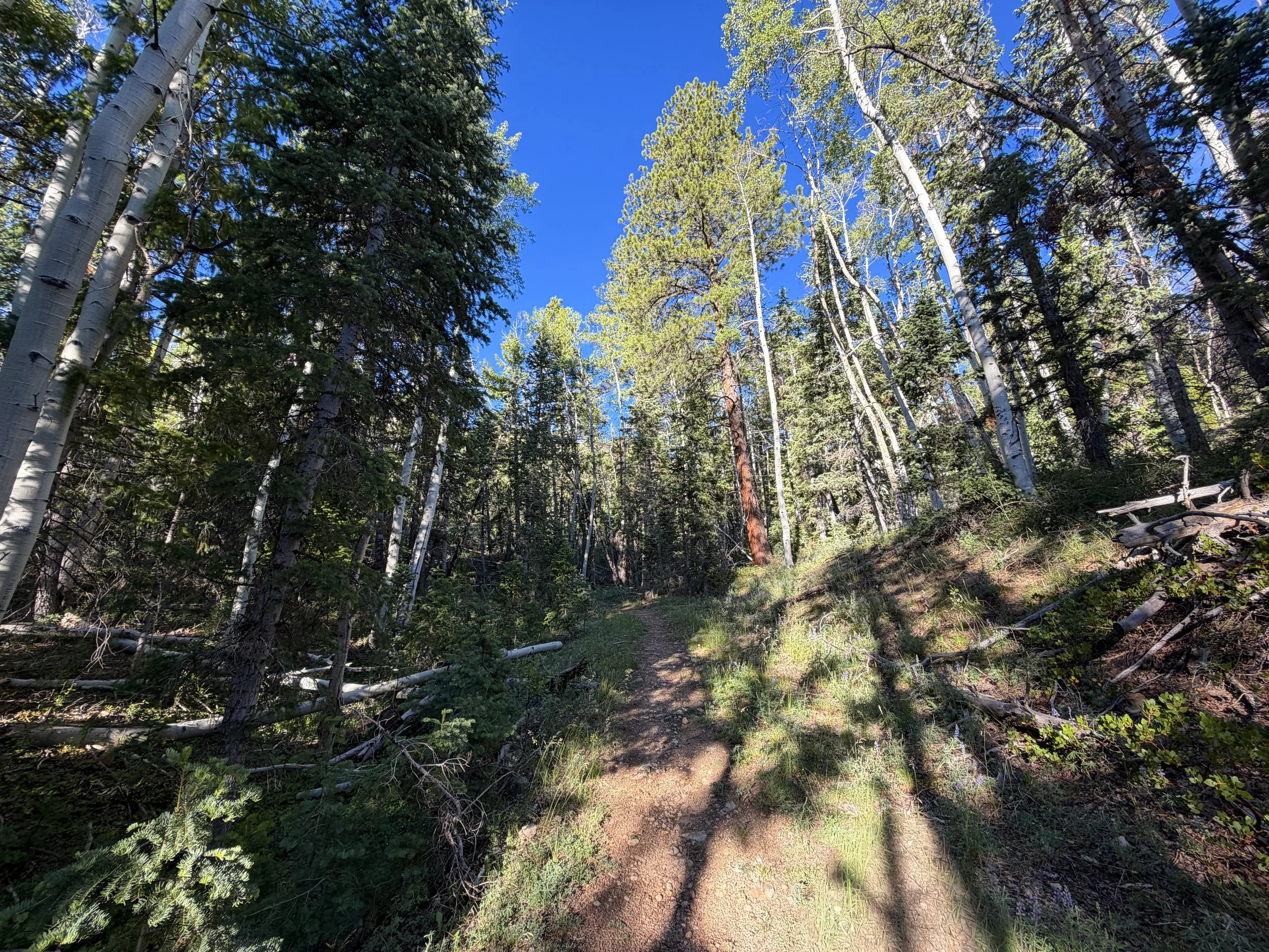 Snake Creek Overlook Trail Great Basin National Park Nevada