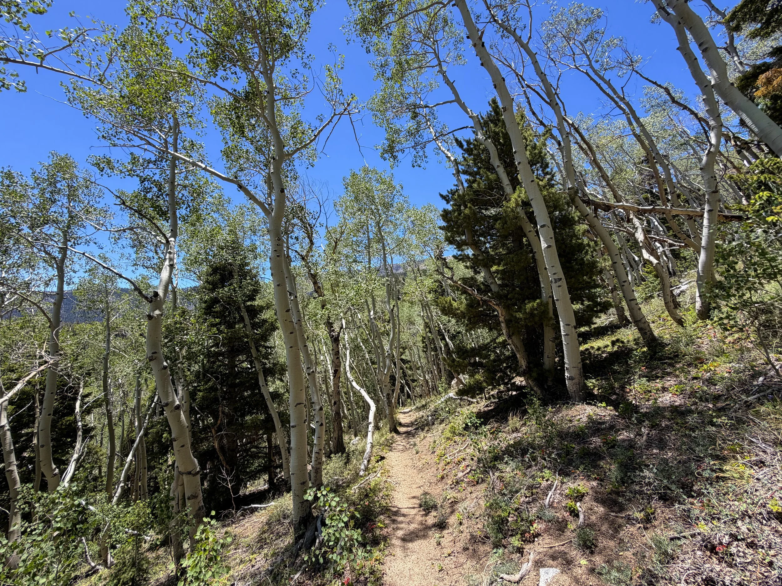Timber Creek Loop Trail to Johnson Lake Great Basin National Park Nevada