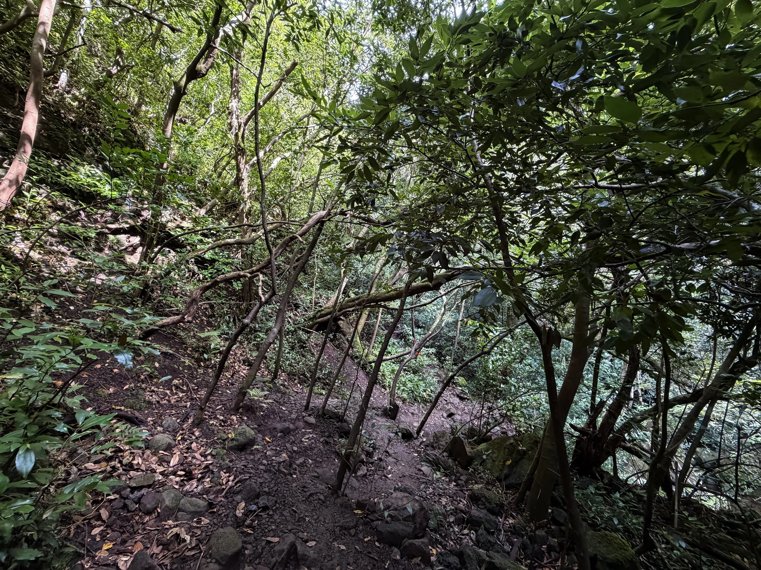 Lulumahu Falls Trail Oahu Hawaii