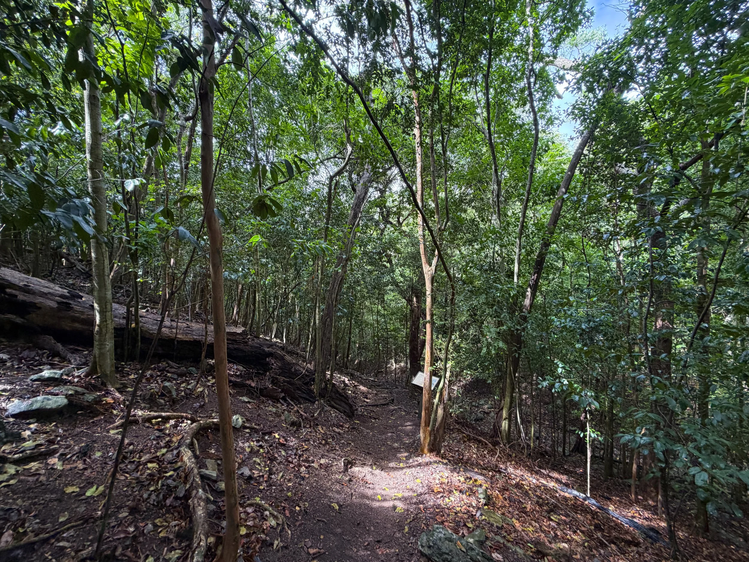 Cinnamon Bay Loop Trail Virgin Islands National Park