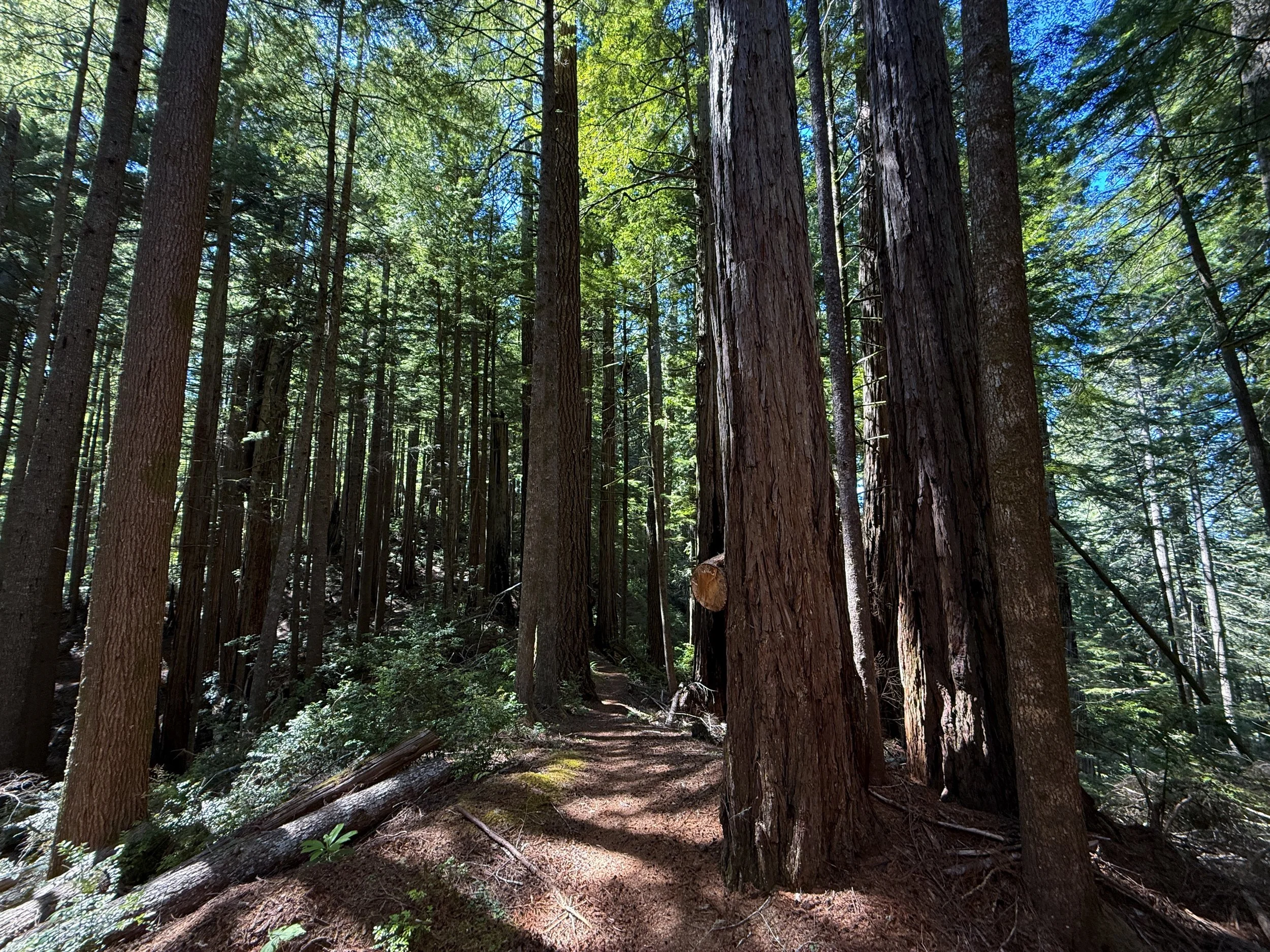 Hope Creek Loop Trail Prairie Creek Redwoods State Park California