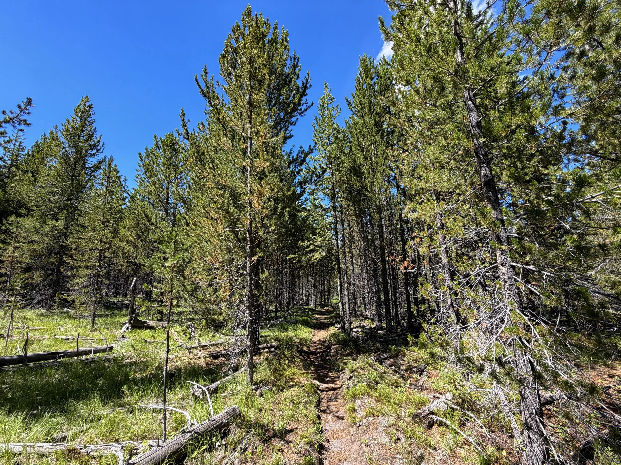Fern Cascade Hike Yellowstone National Park Wyoming