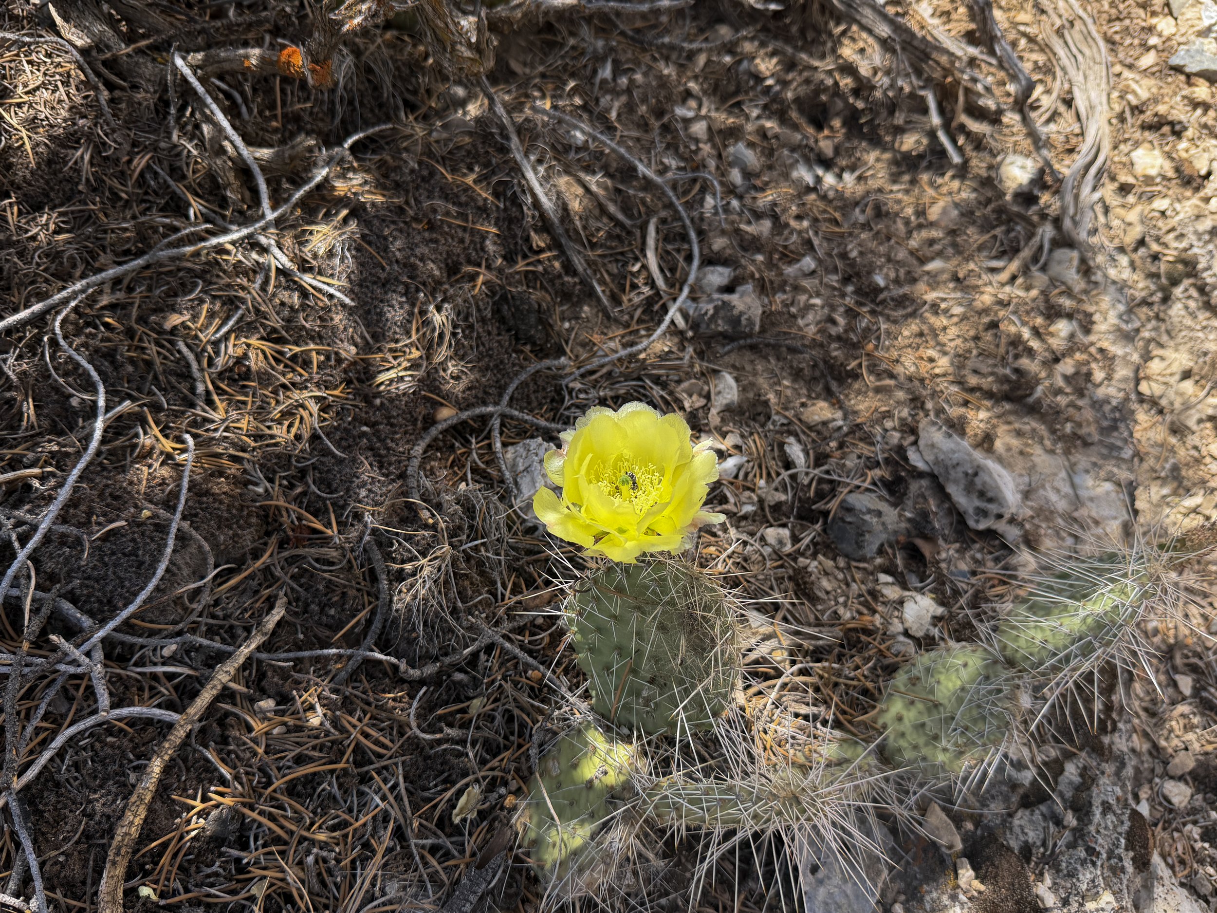 Plains Pricklypear Opuntia polyacantha