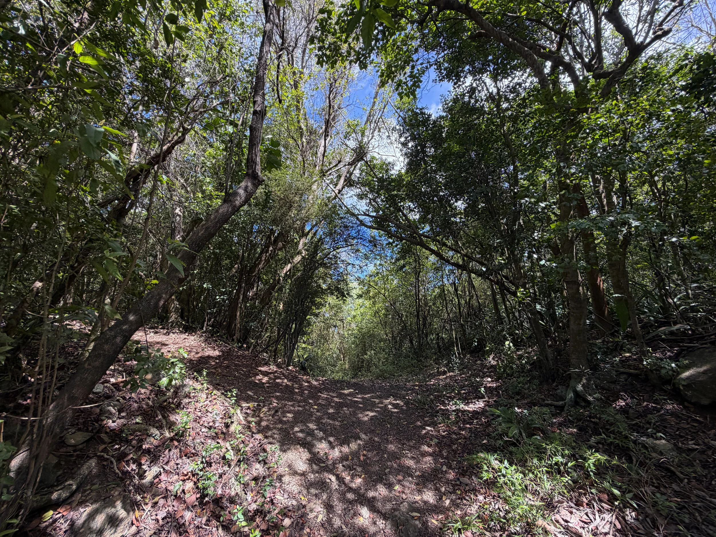 Water Catchment Trail Virgin Islands National Park