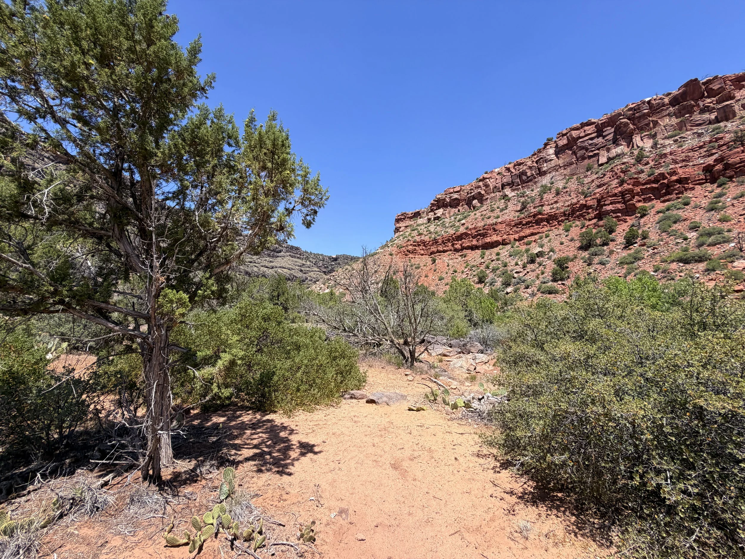 Grapevine Trail to Left Fork Falls Zion National Park Utah