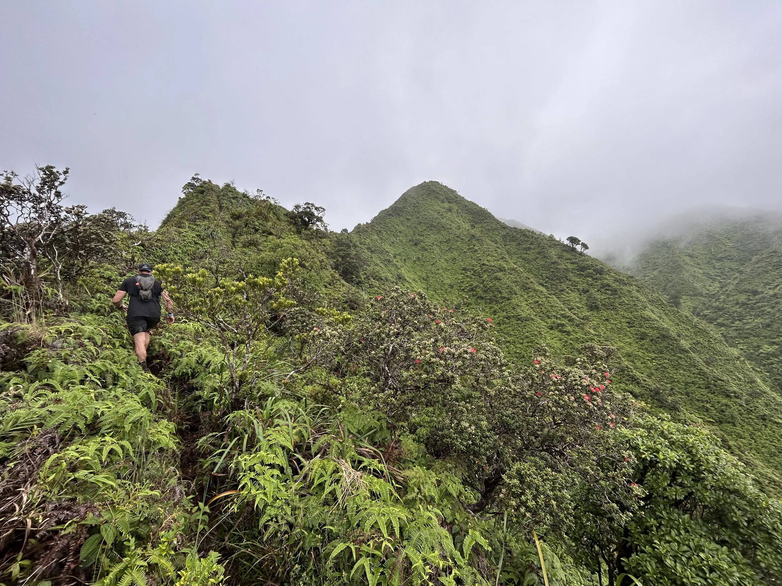 Hiking the Tripler Ridge Trail via Moanalua Valley on Oʻahu — noahawaii